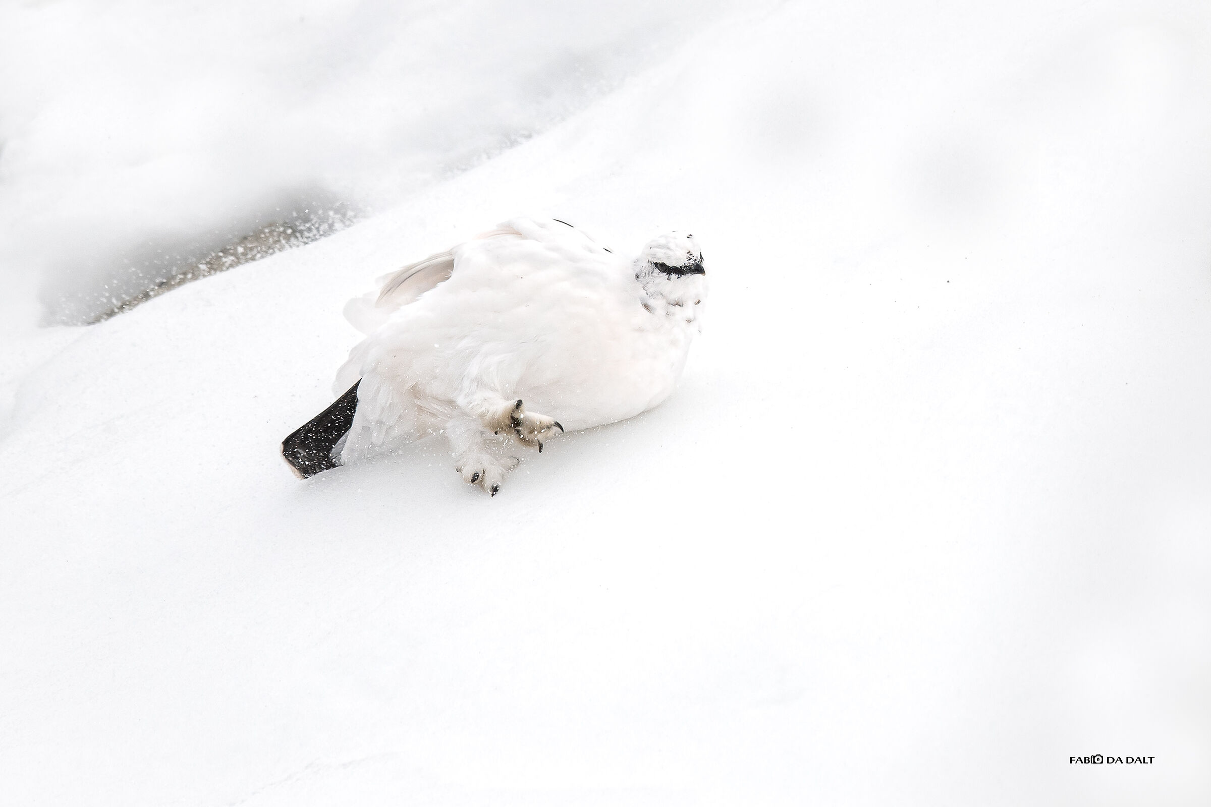 Ptarmigan