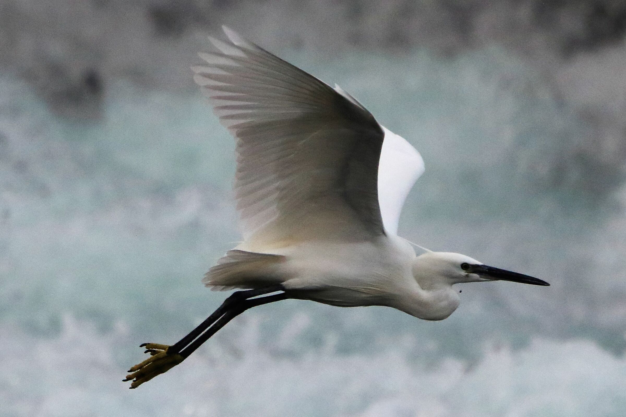 egret