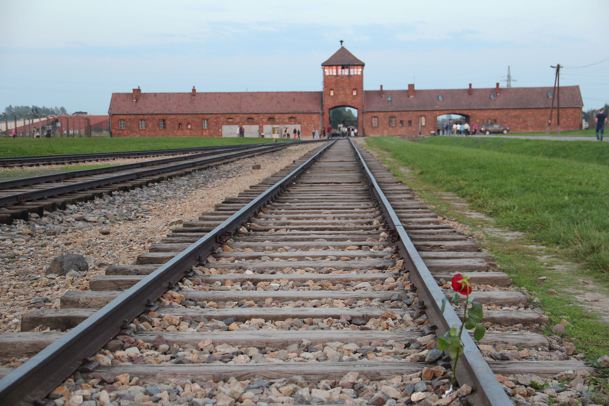The Rose of Auschwitz