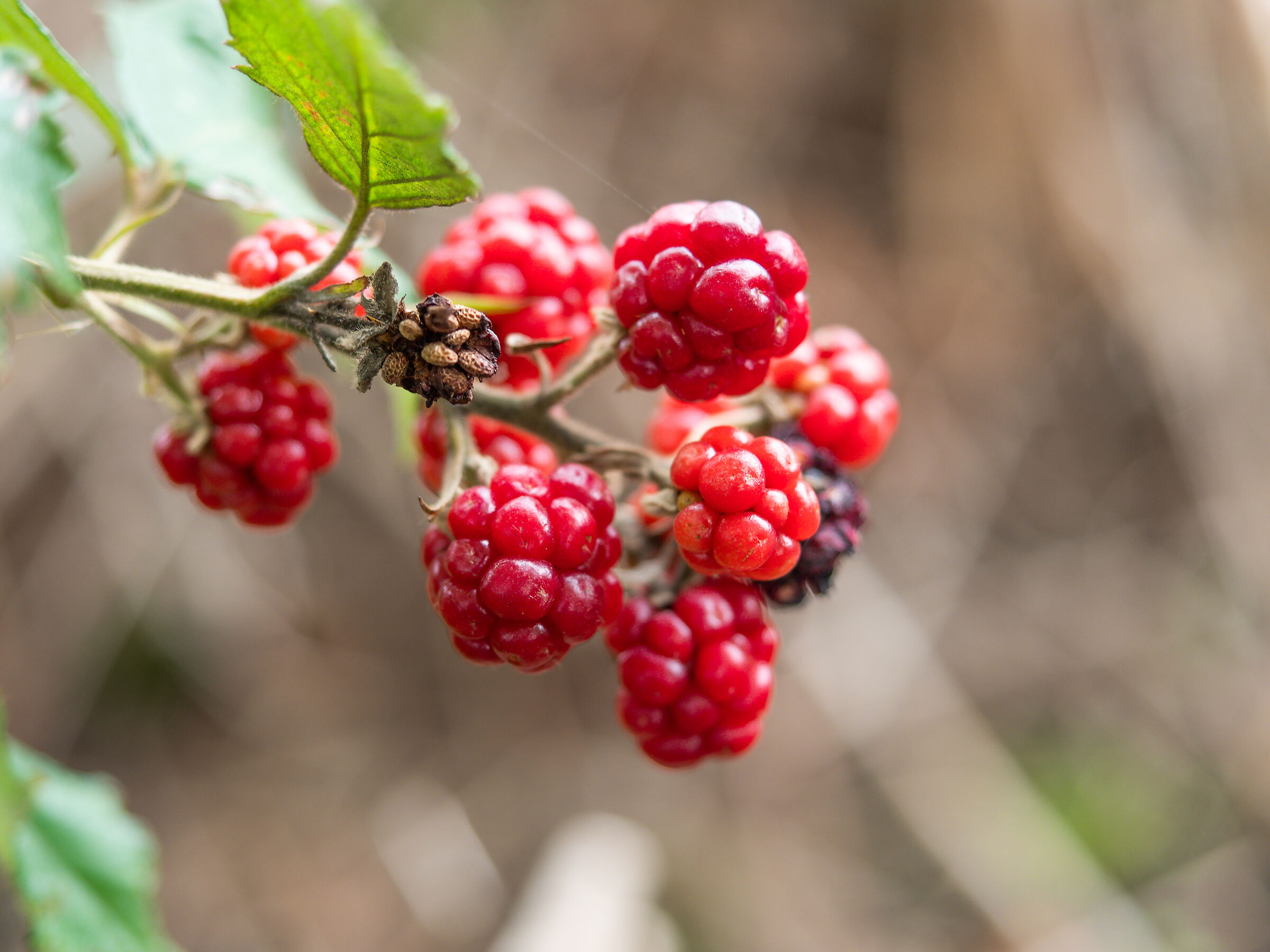 Rovi and blackberries Pt. The