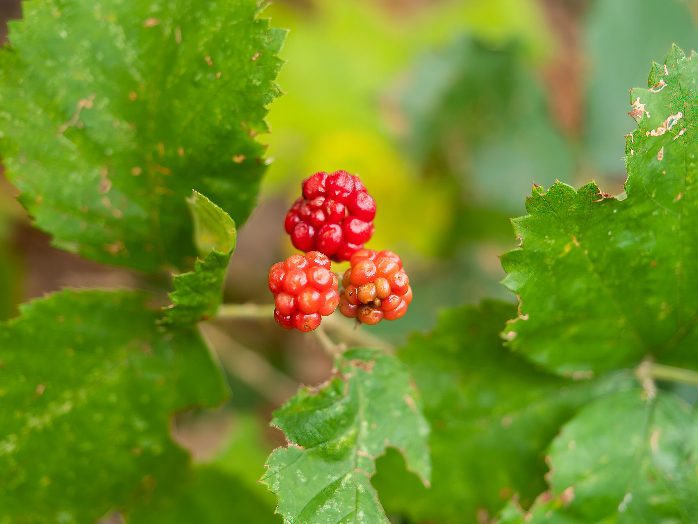 Brambles and blackberries Pt. II