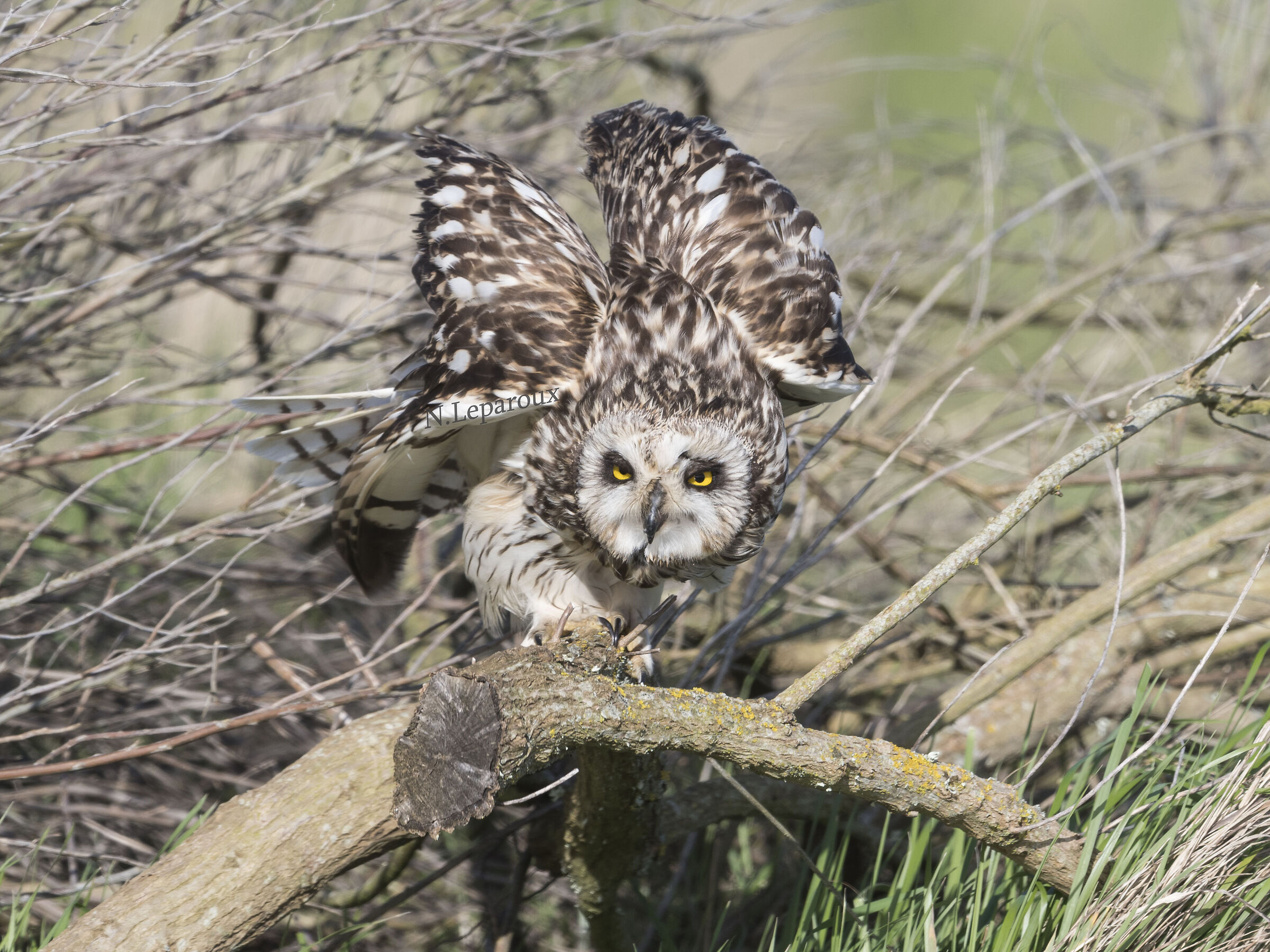 Hibou des marais