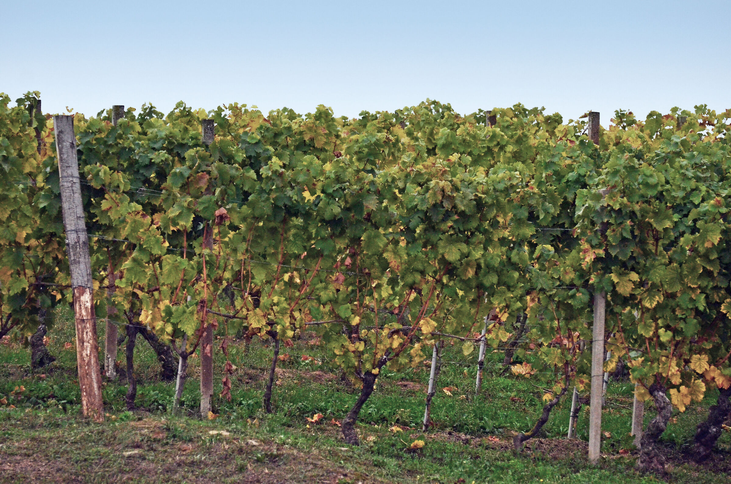 la vigna