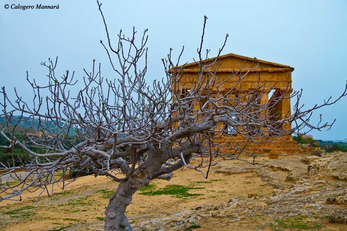 Temple of Concordia 2