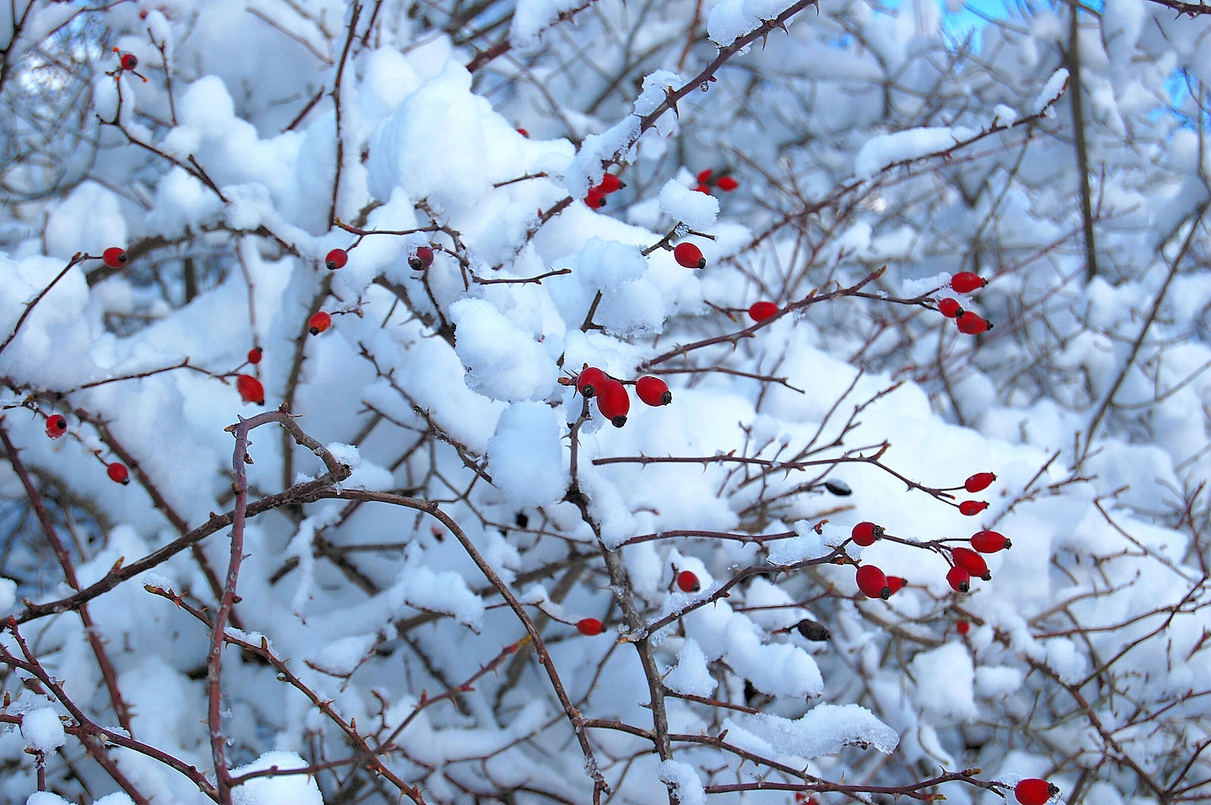 Coming soon on this hedge