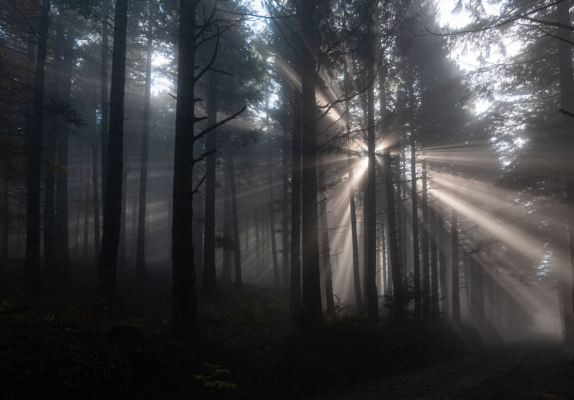 Nebbia tra gli Abeti del Piella