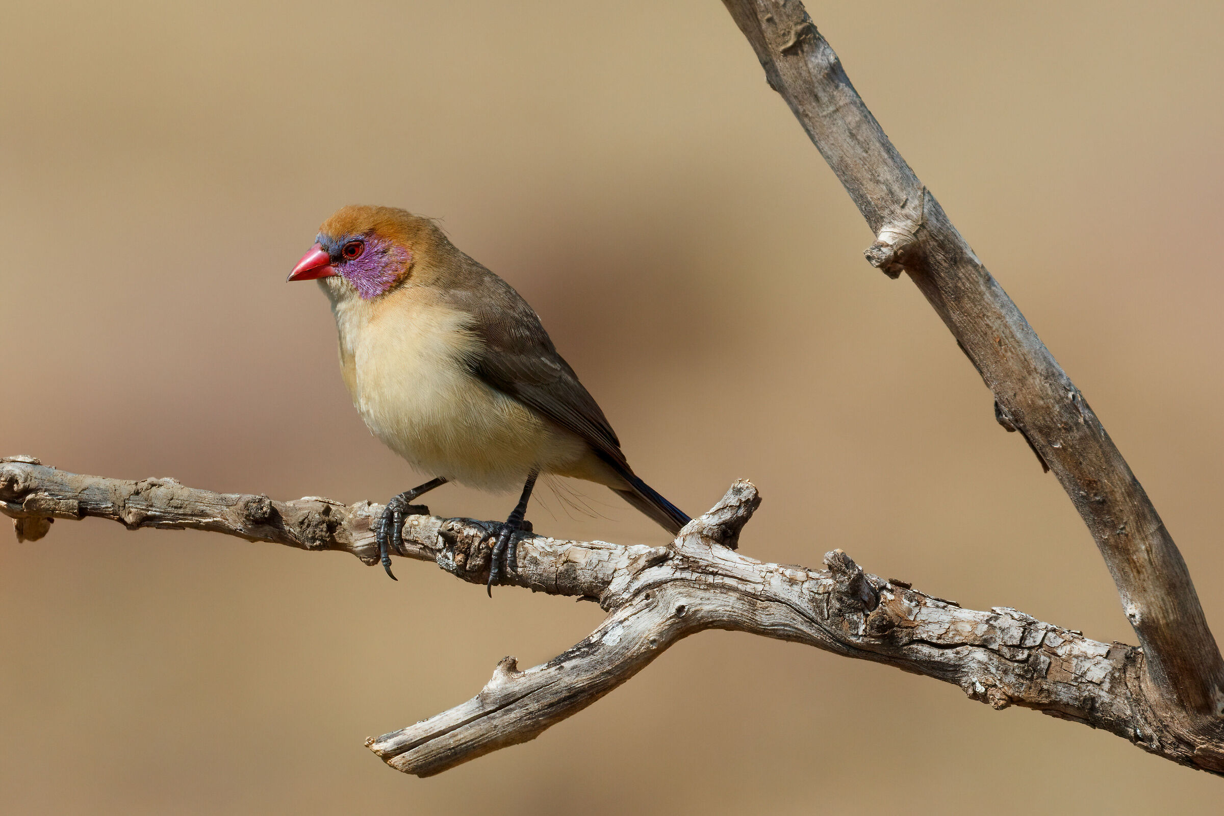 Violet-eard Waxbill (female)