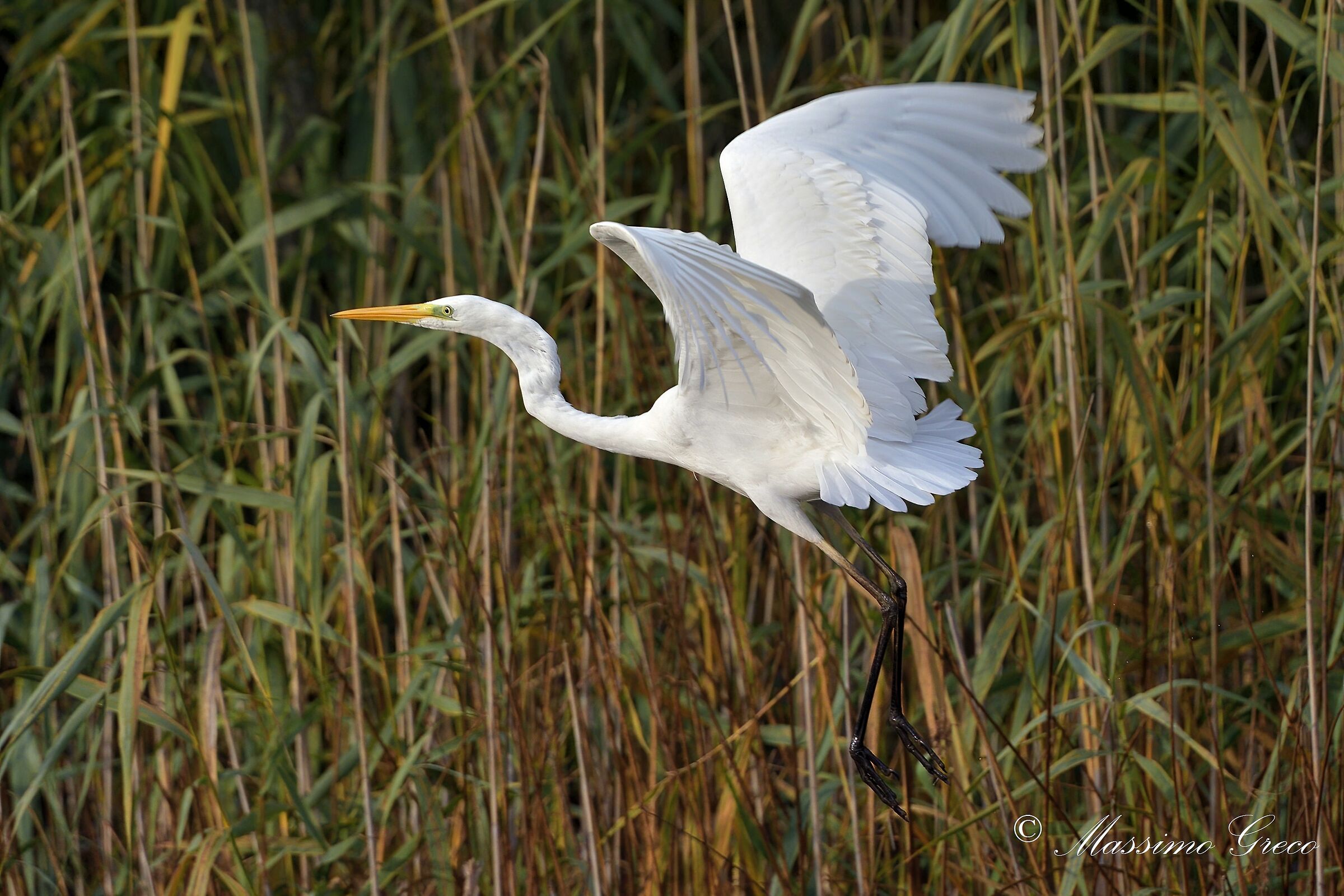Great White Heron (Casmerodius albus)