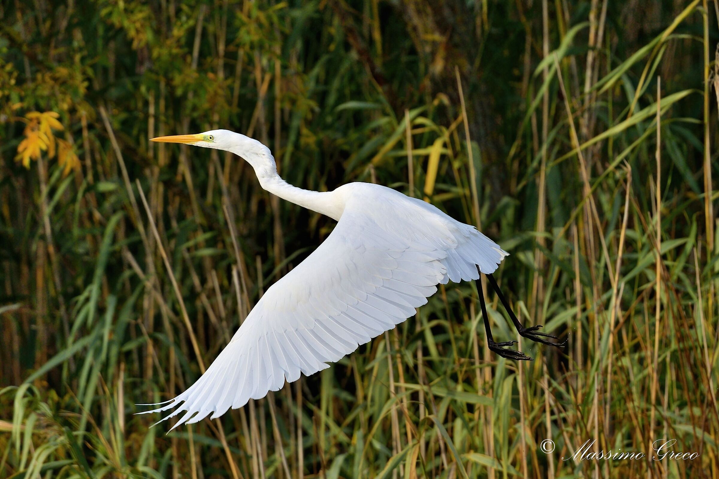 Great White Heron (Casmerodius albus)