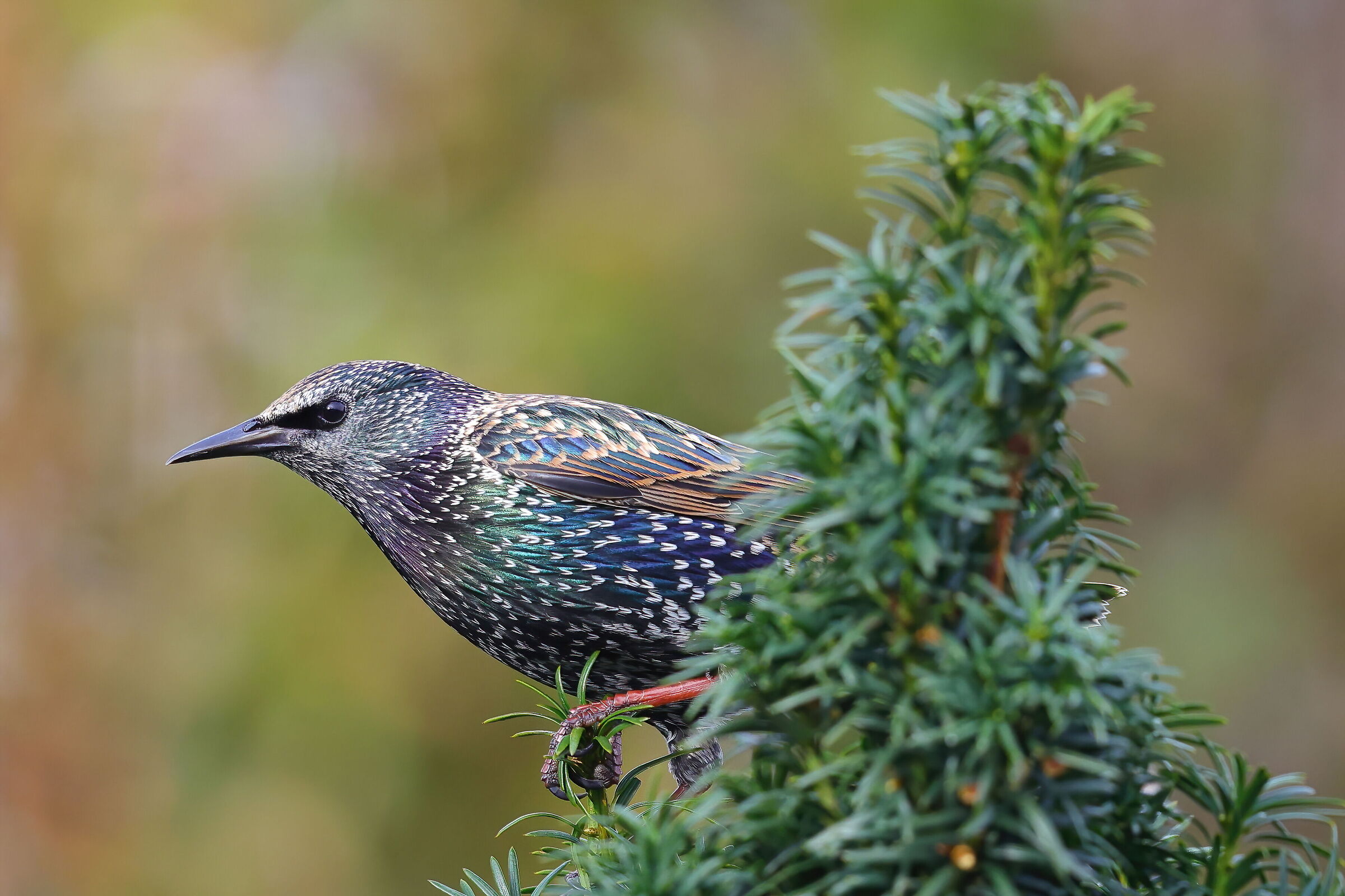 starling