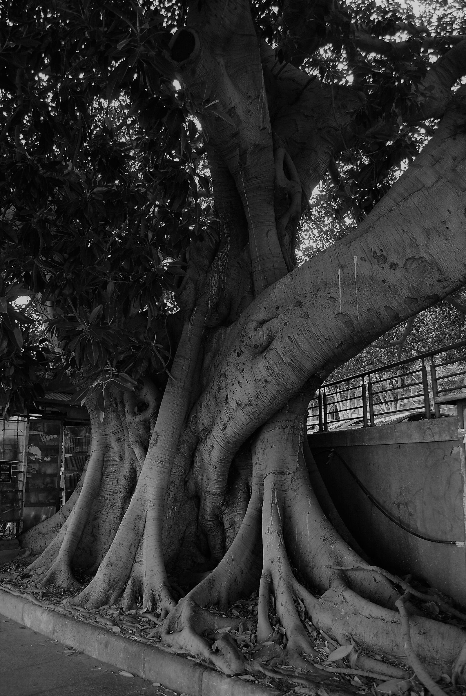 Un tronco incredibile