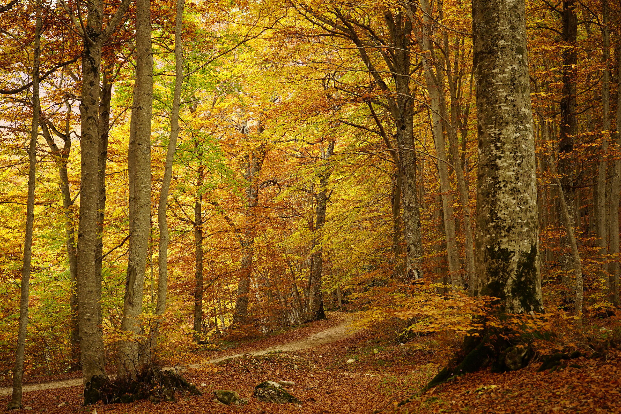Magic of colors in the woods of Fonte Romana Pacentro