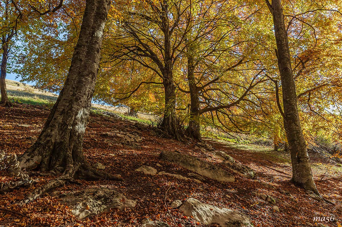 Novezzina -Monte Baldo