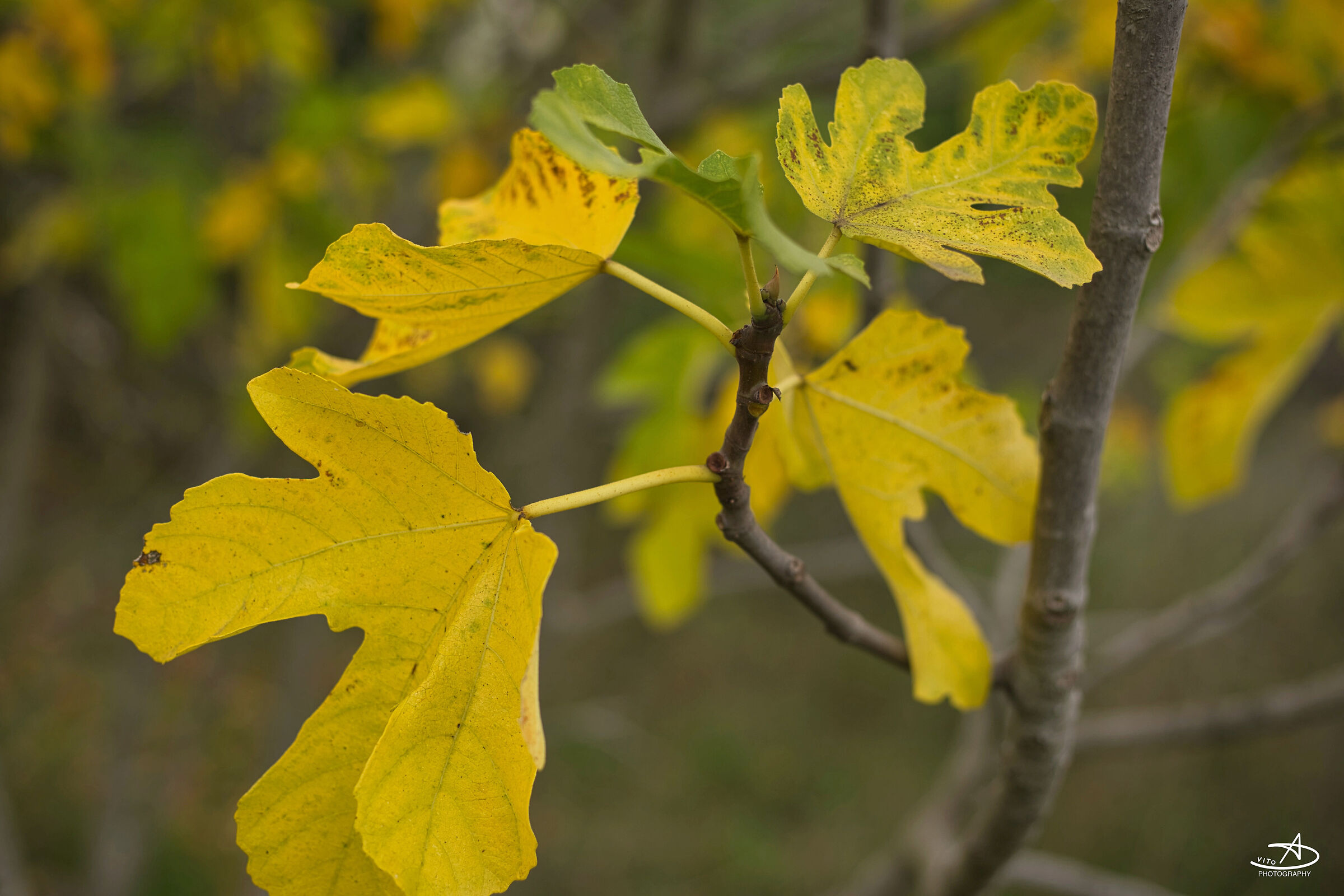 autumn colors
