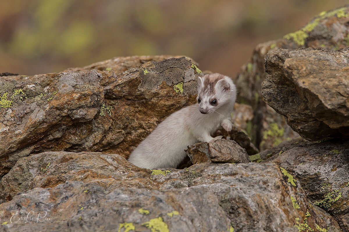Ermellino in muta invernale