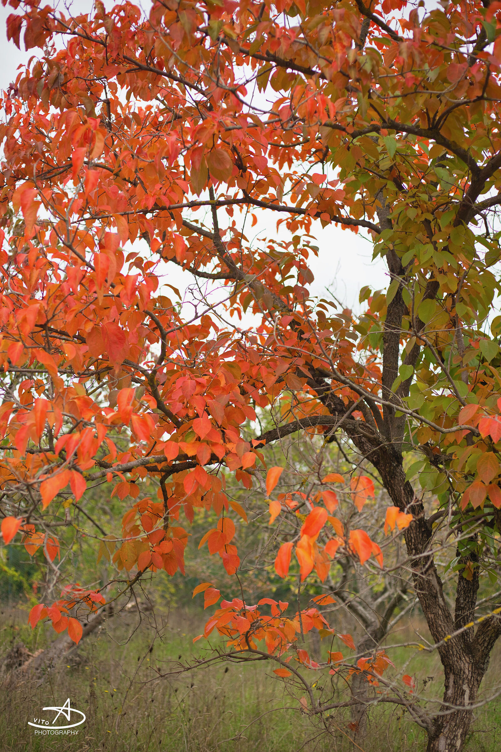 autumn colors