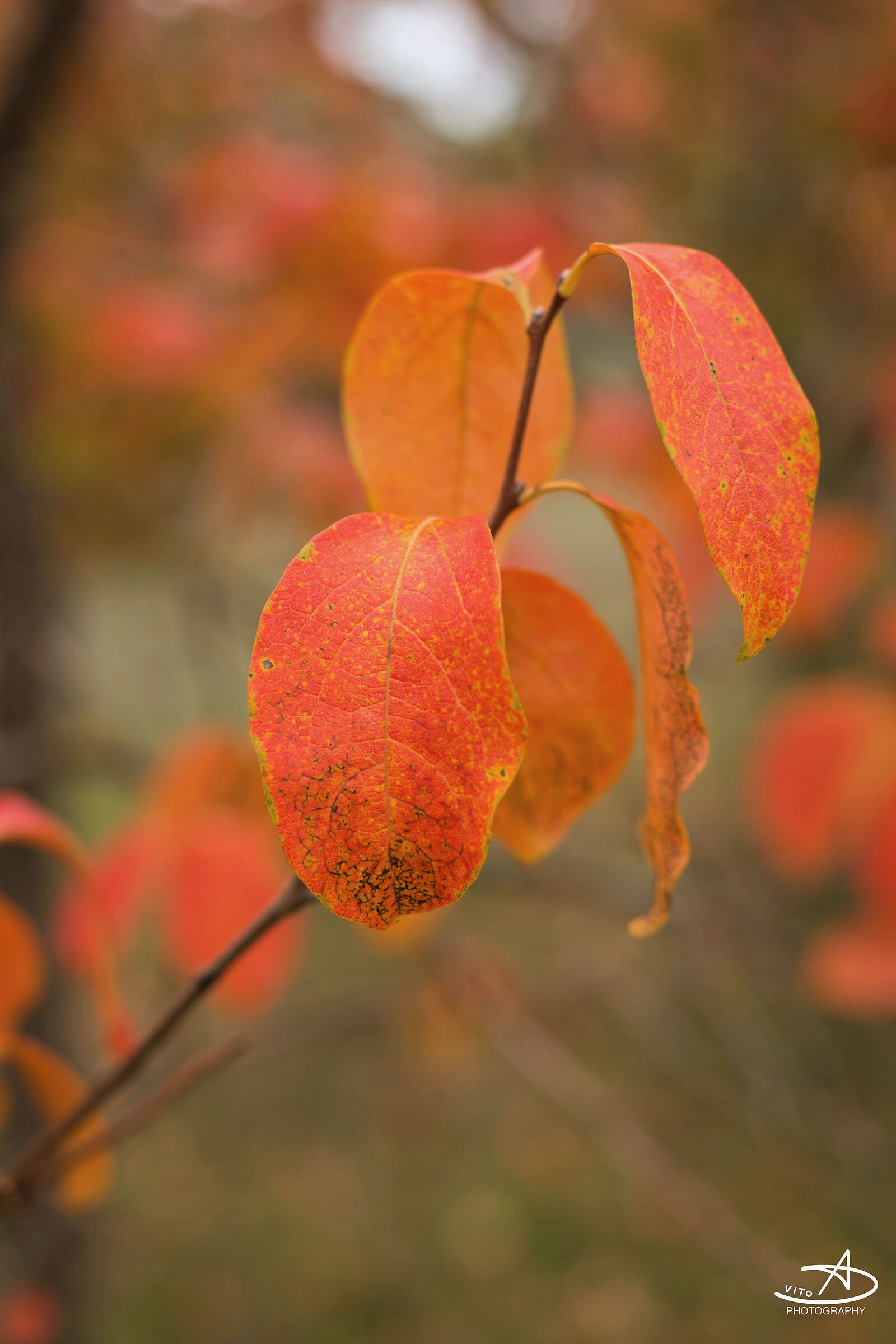 autumn colors