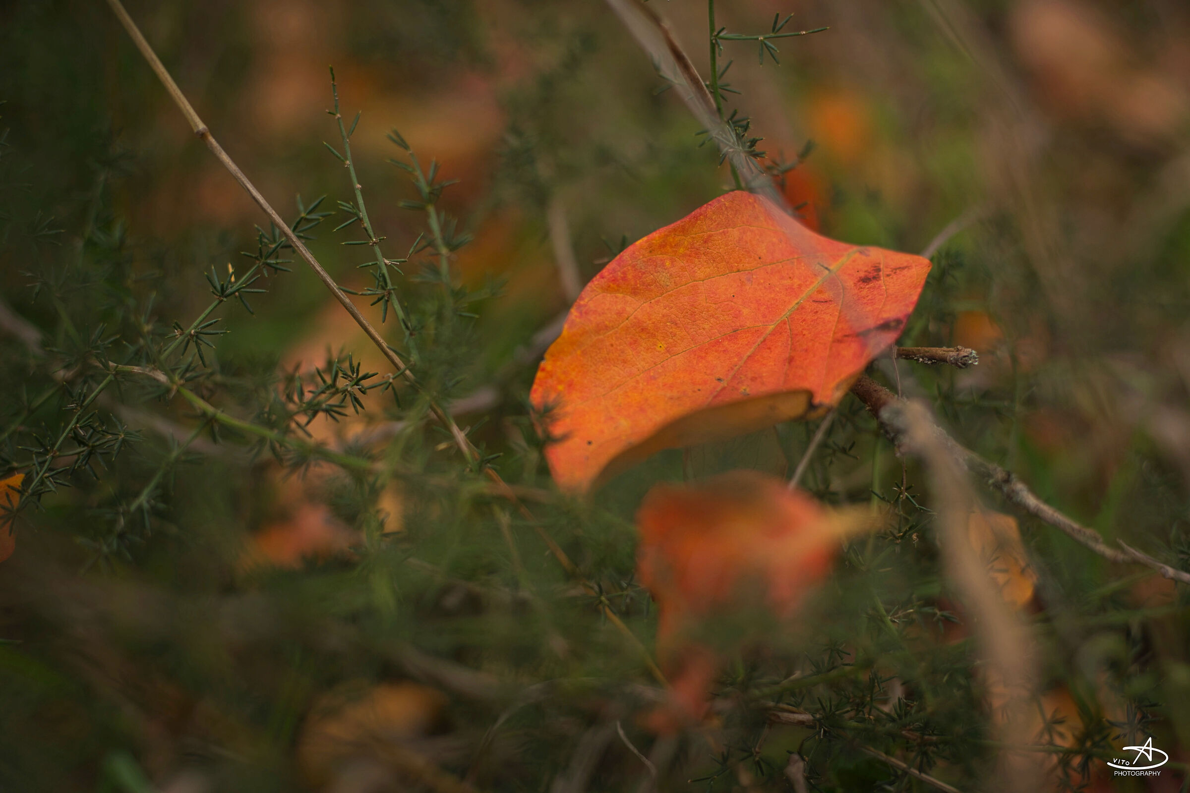 autumn colors