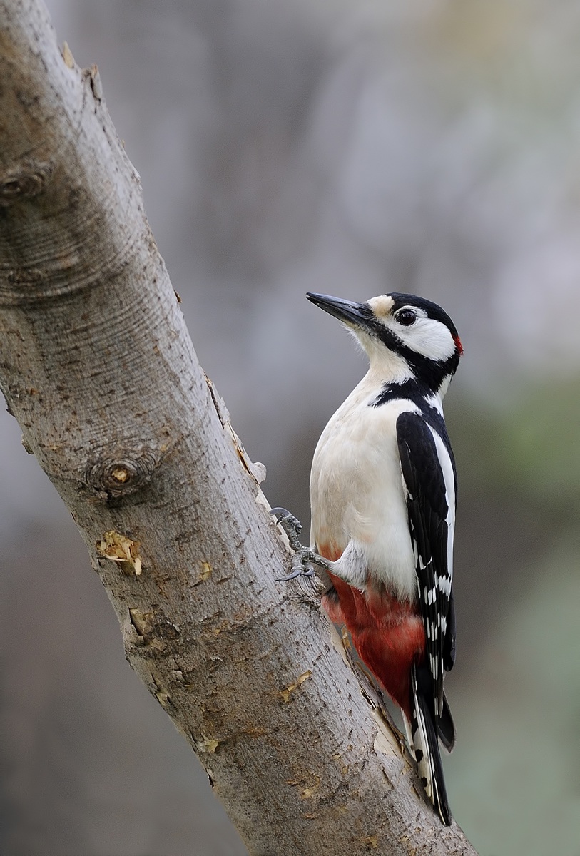 woodpecker