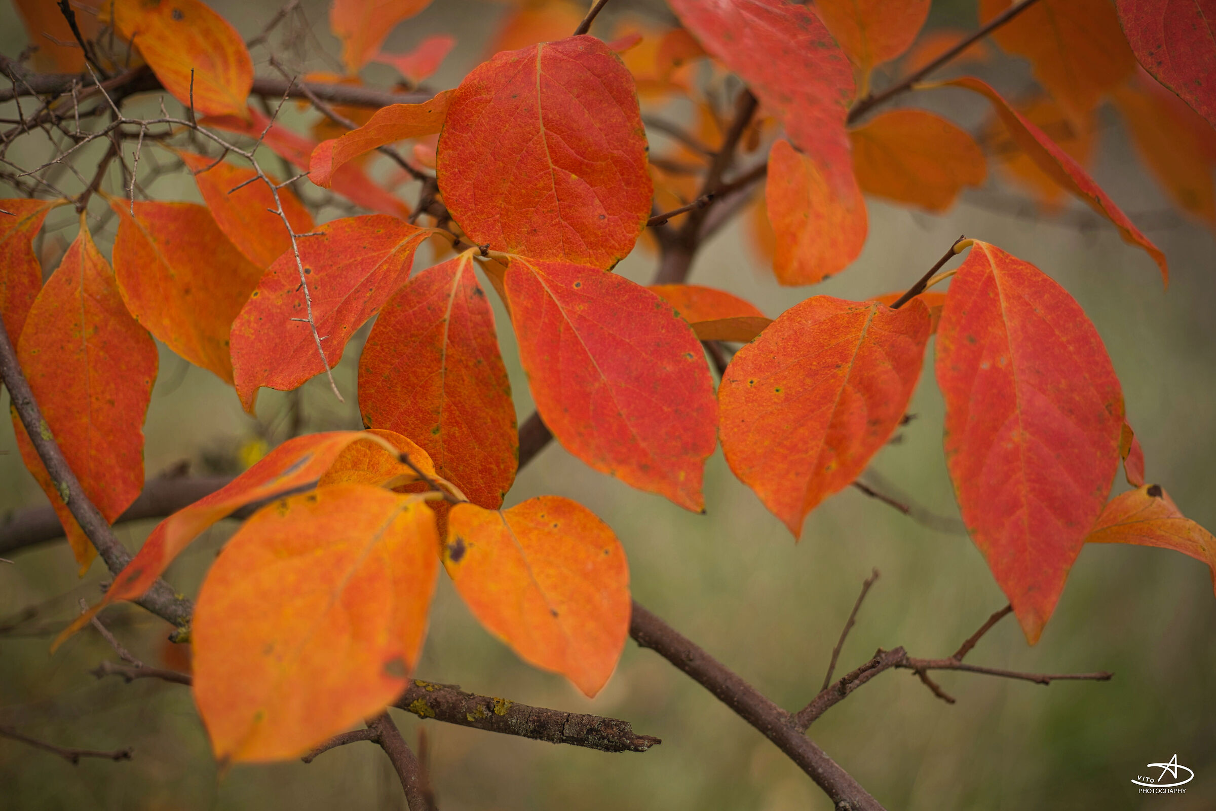 autumn colors