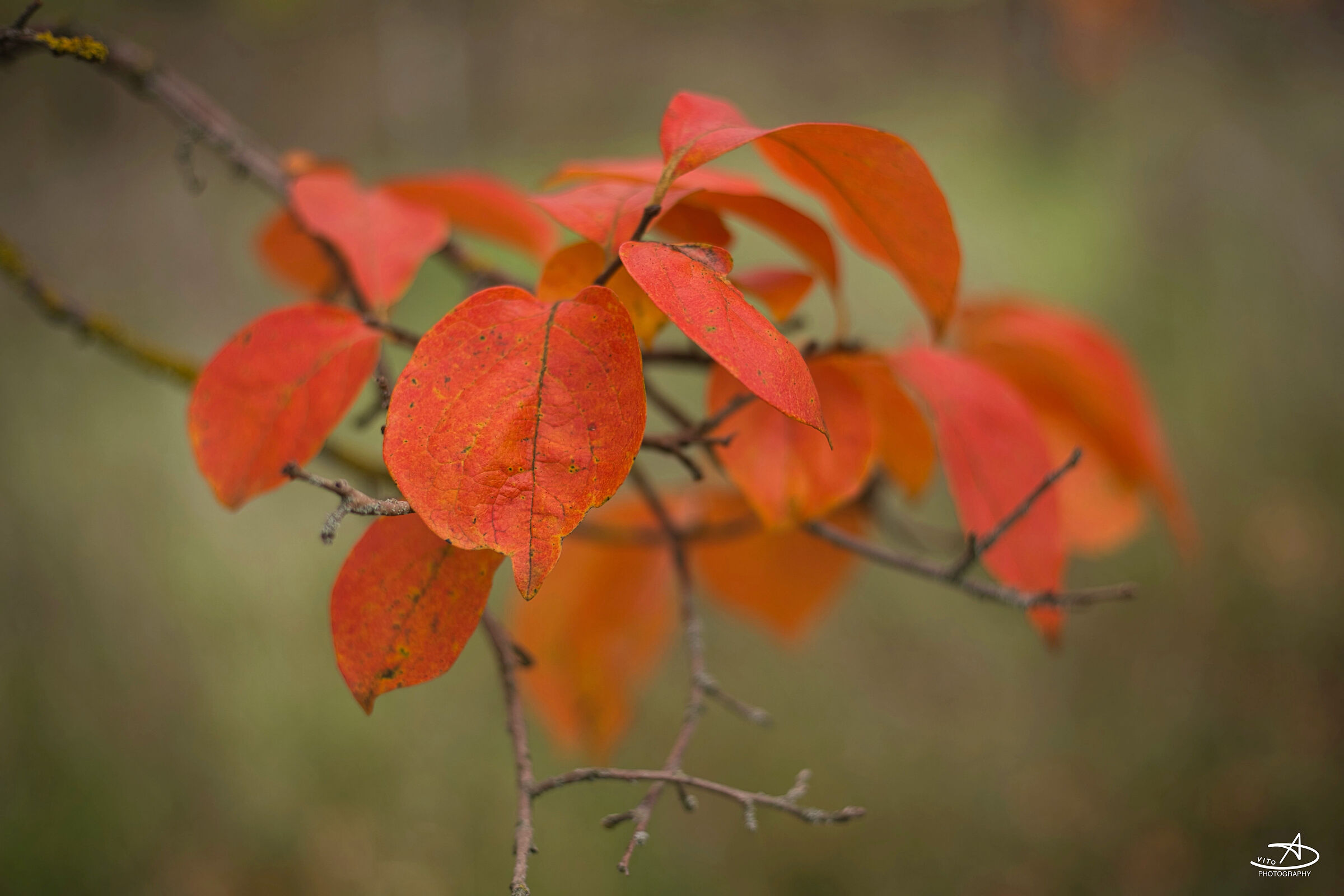 autumn colors