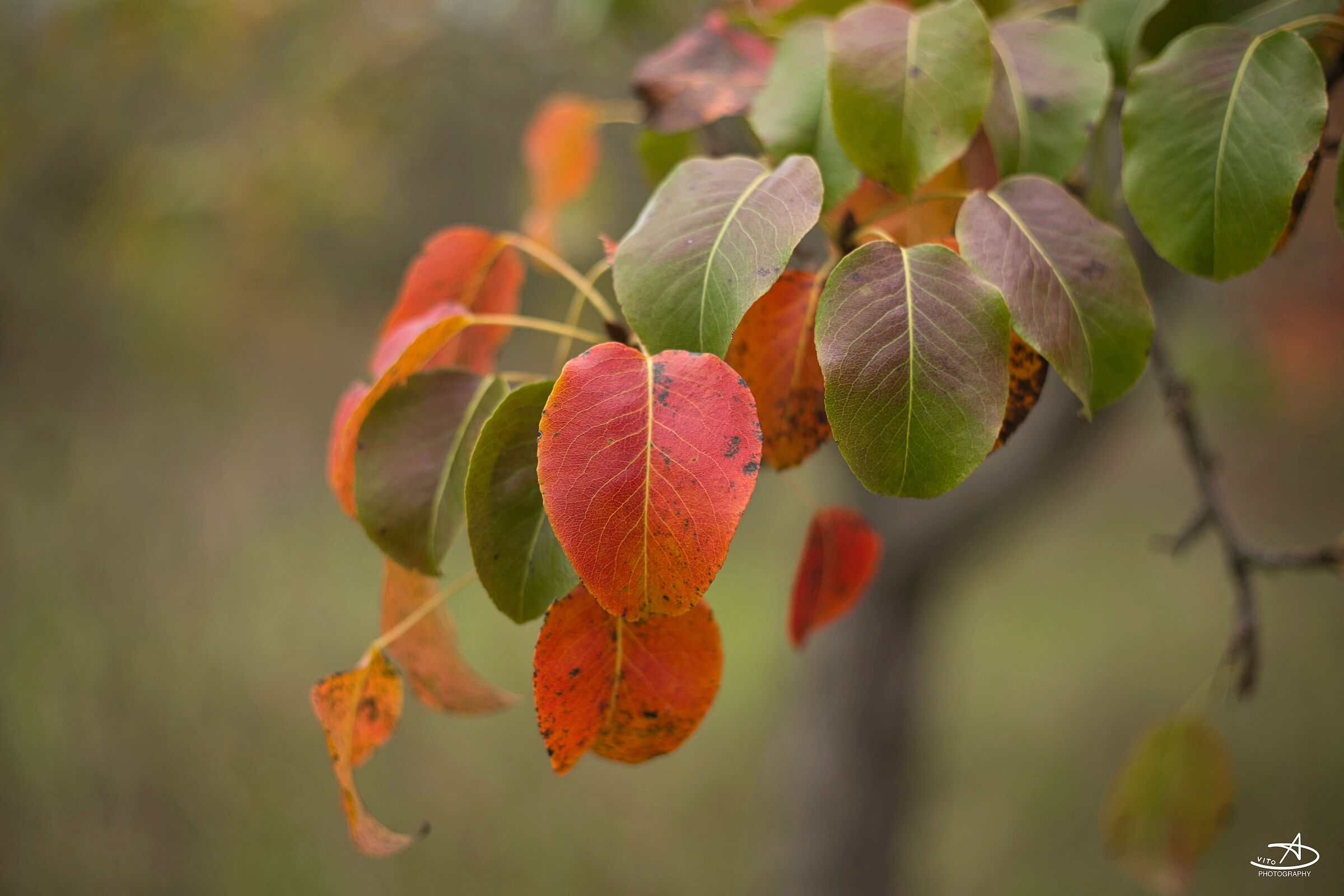 autumn colors