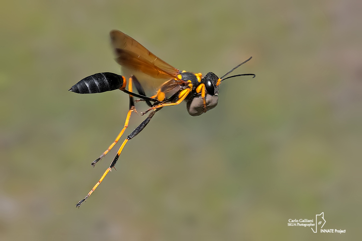 Sceliphron caementarium