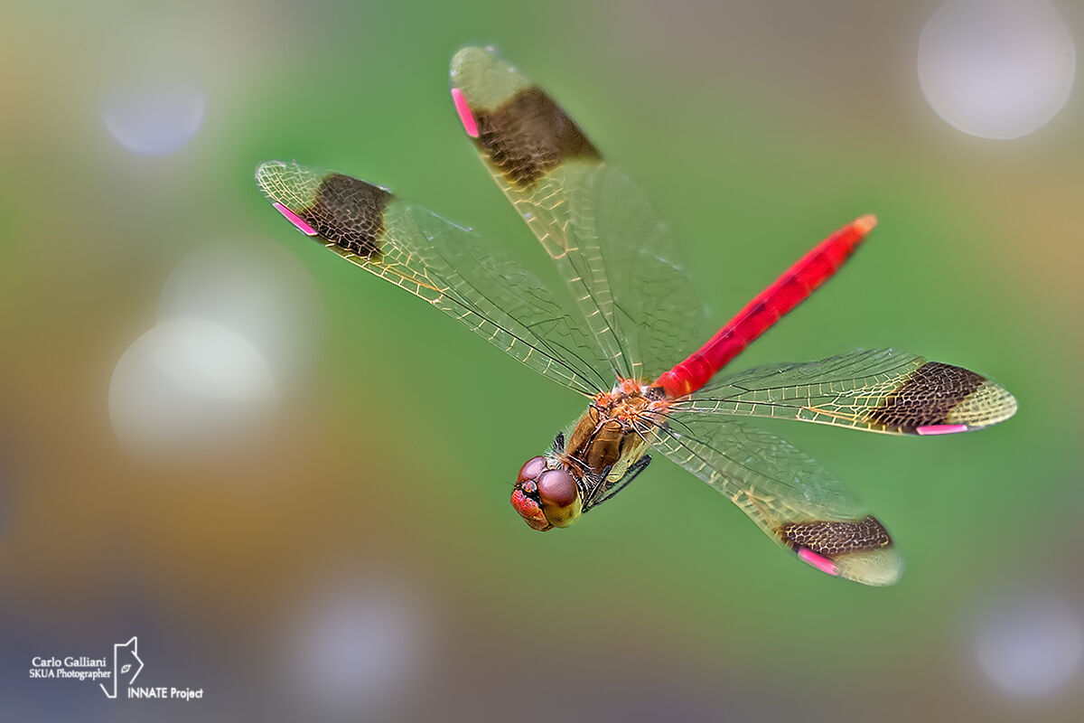 Sympetrum pedemontanum