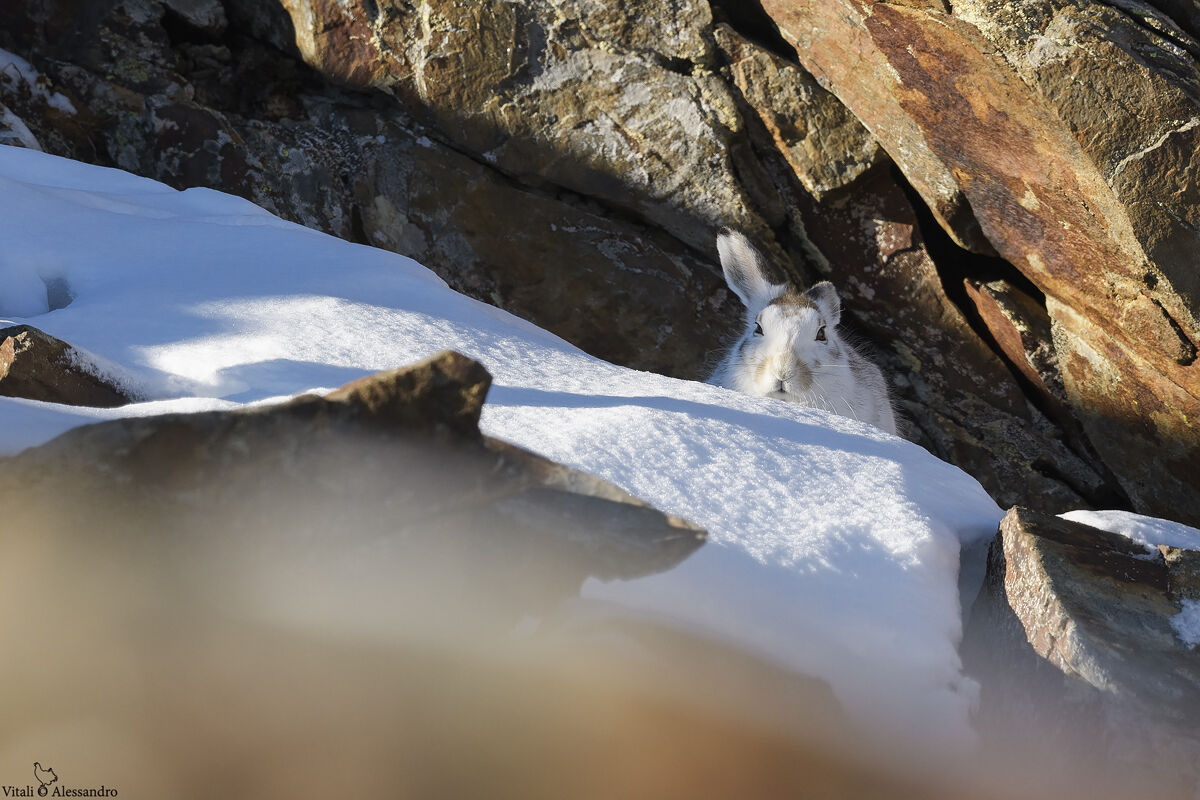 White hare