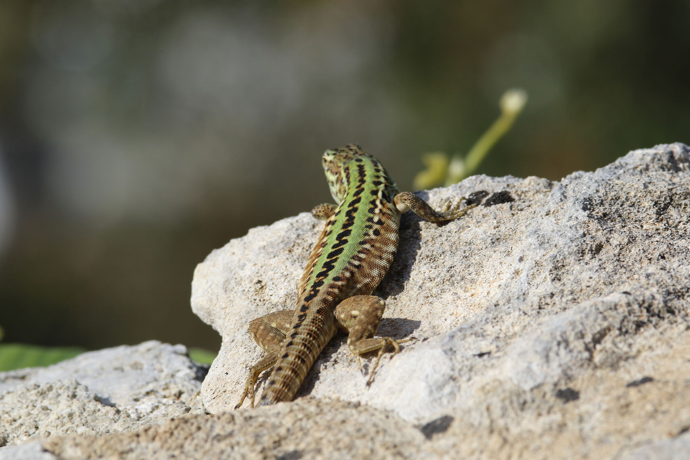 " Crop 320 ", Canon 200 F. 2.8 L II usm, 7 D II