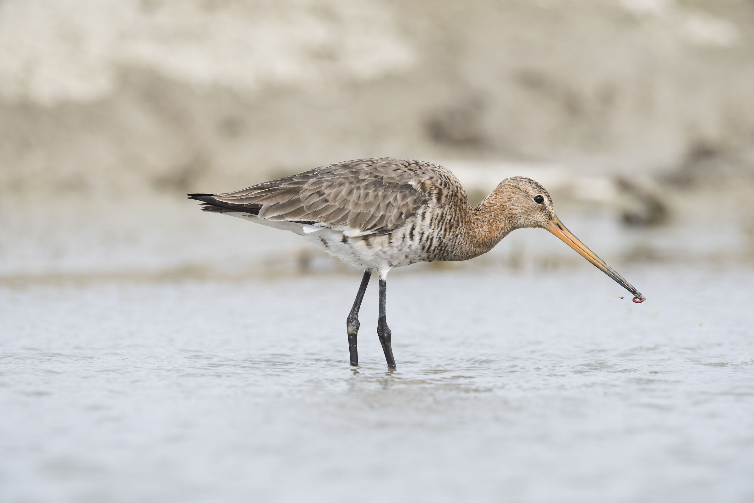 Royal Pittima with prey