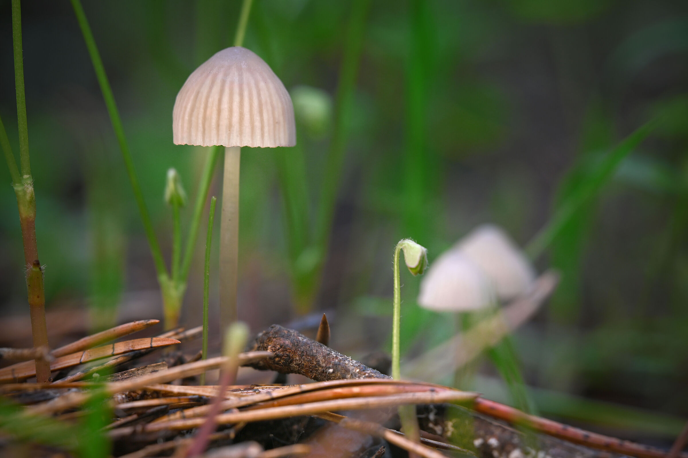 Two mushrooms