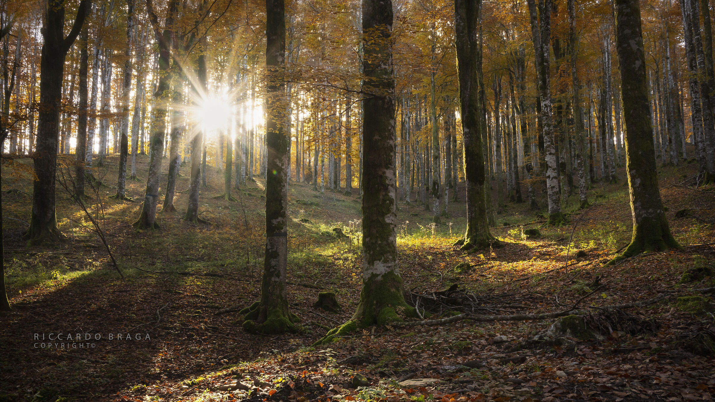 Primi raggi nel bosco.