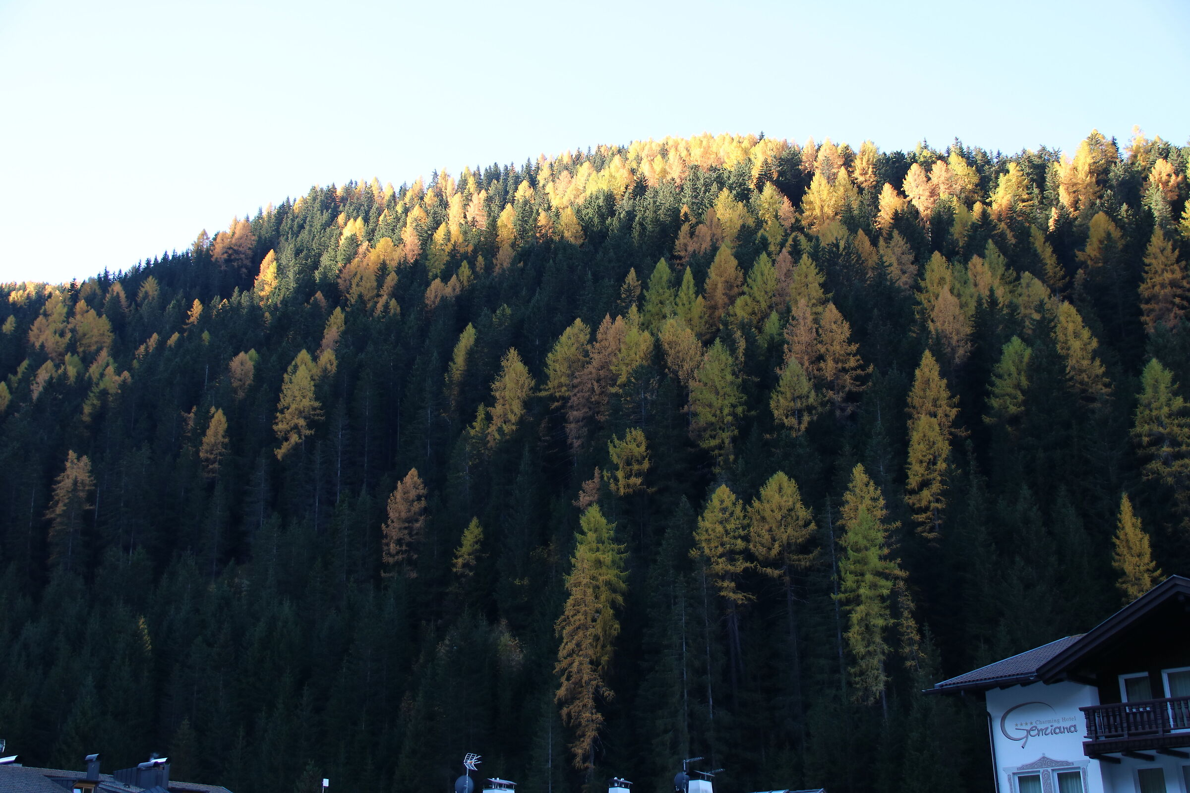 Autumn Foliage