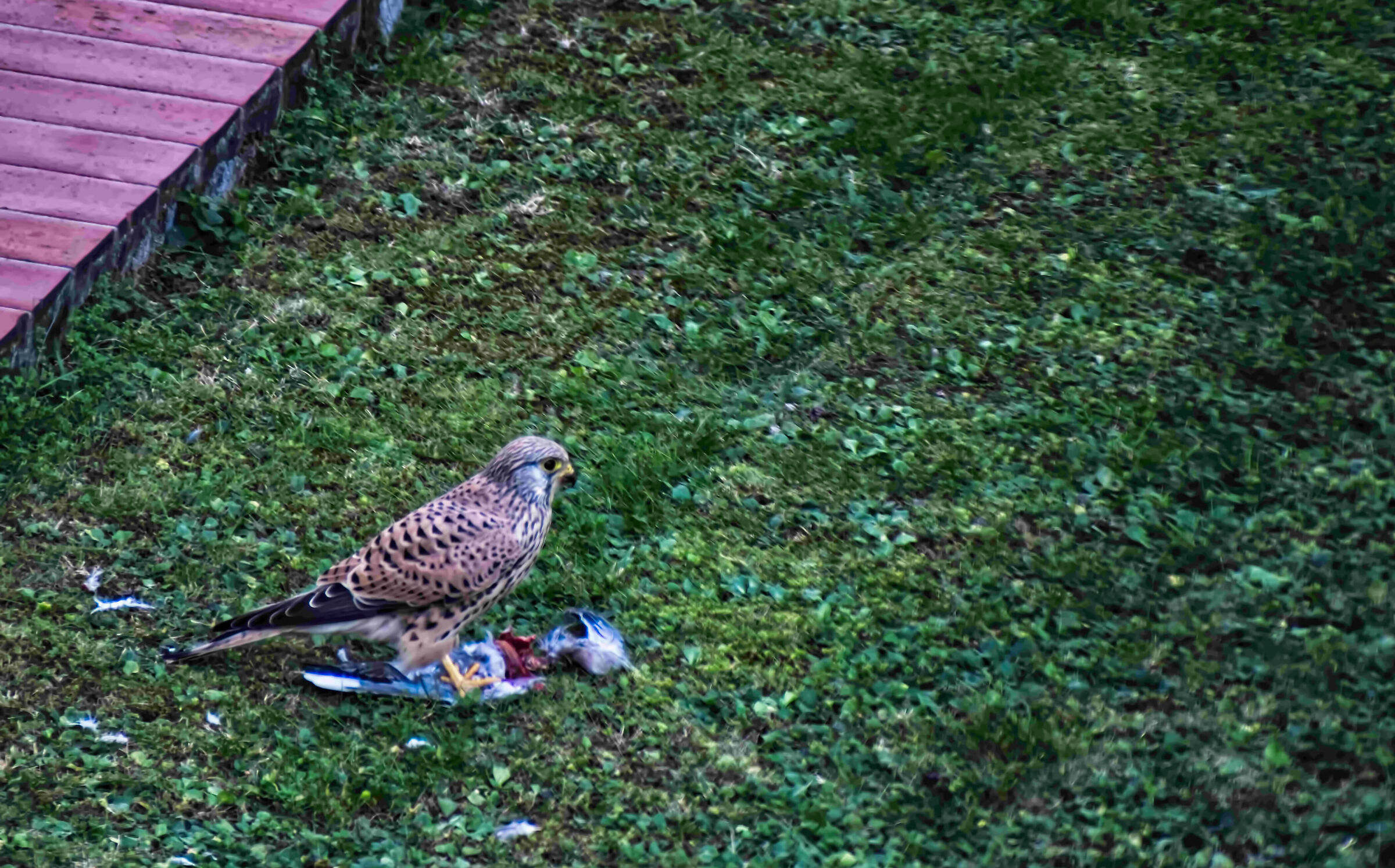 Predatory falcon