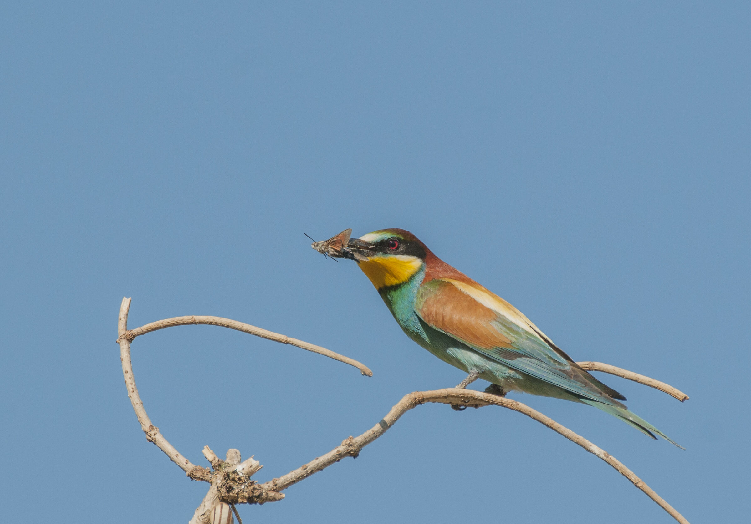 Bee-bee-up with prey