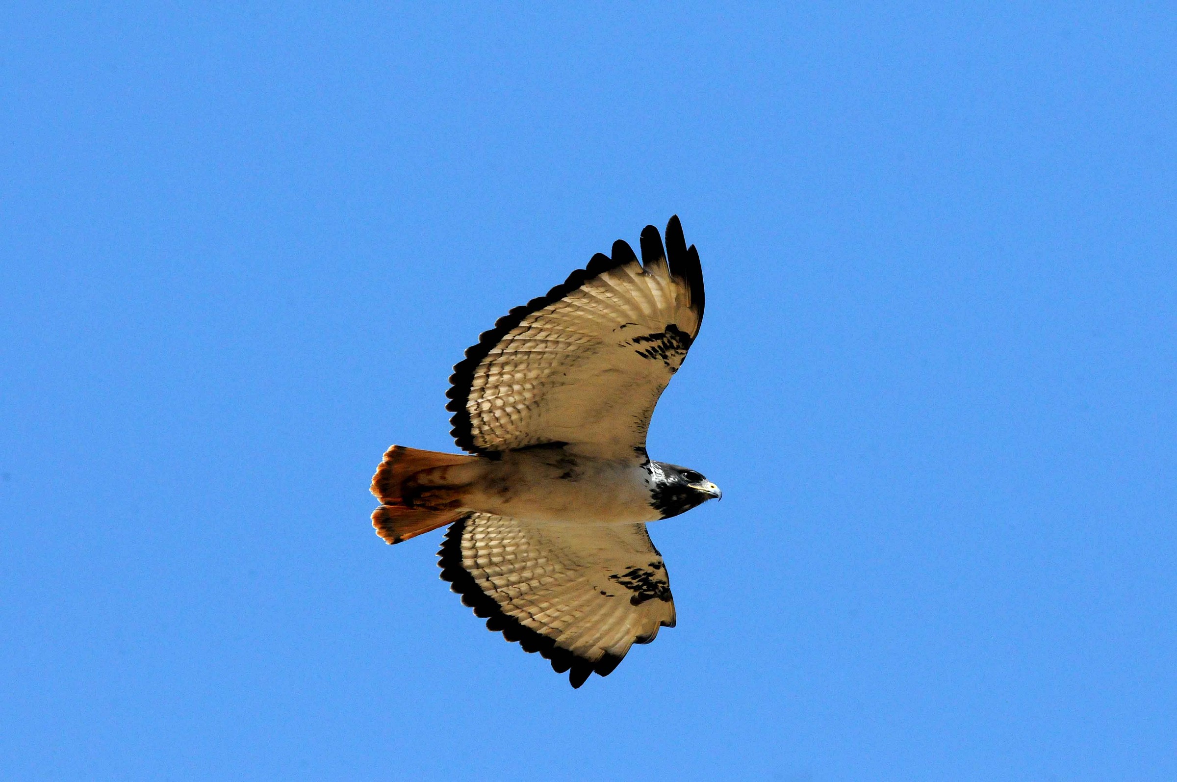 Augur Buzzard - Buteo rufofuscus