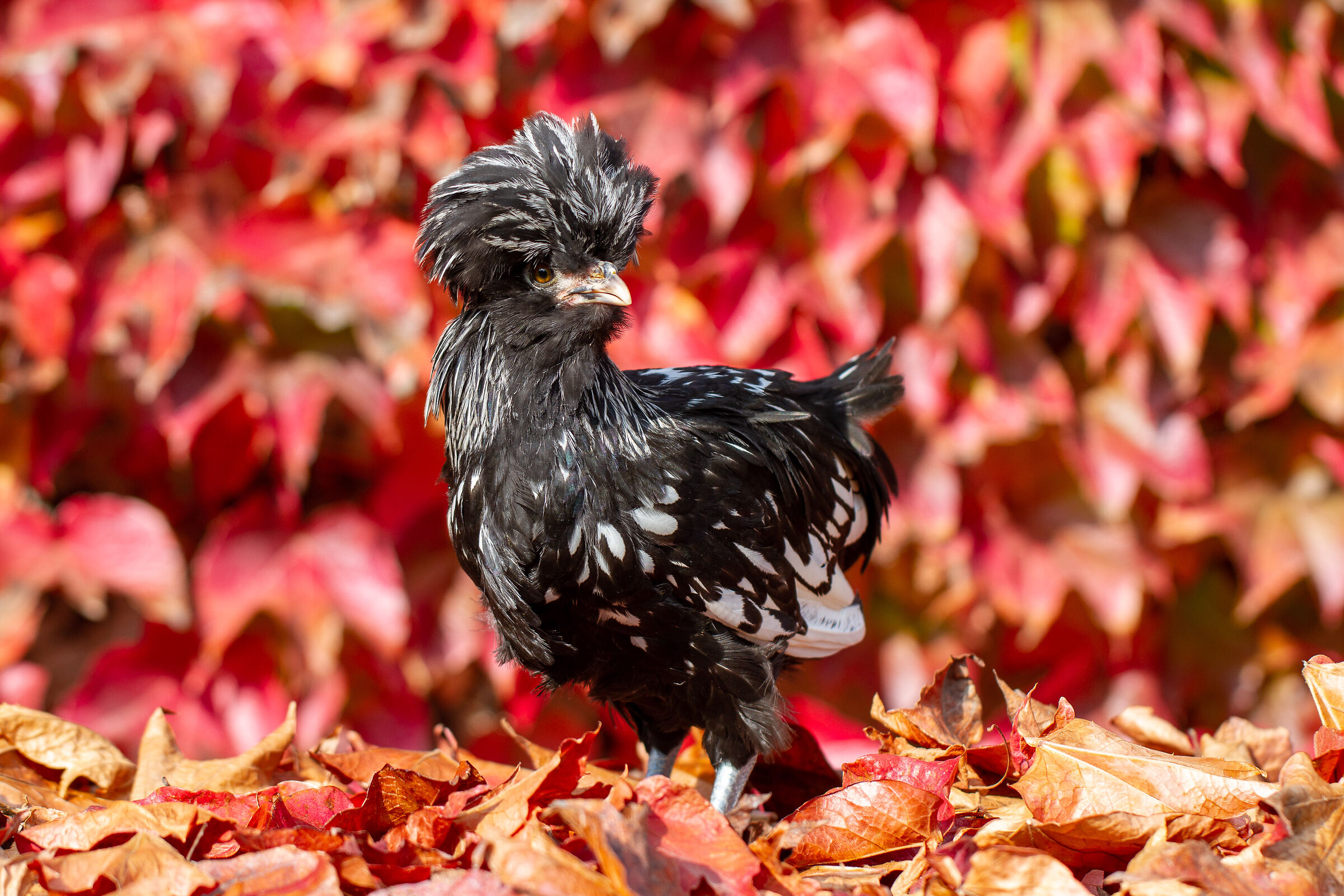 Gallina Padovana orlata nera