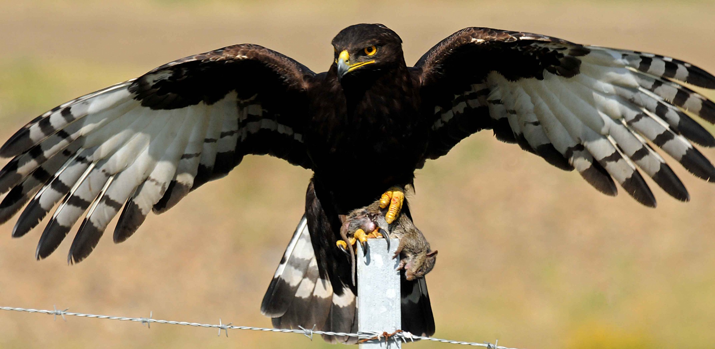 Long-Crested Eagle - Lophaetus occipitalis - Etiopia