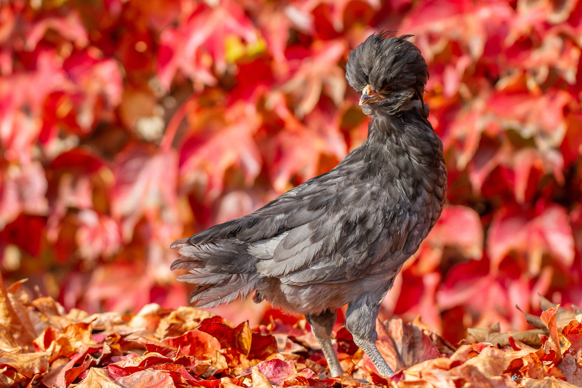 Gallina Padovana grigia