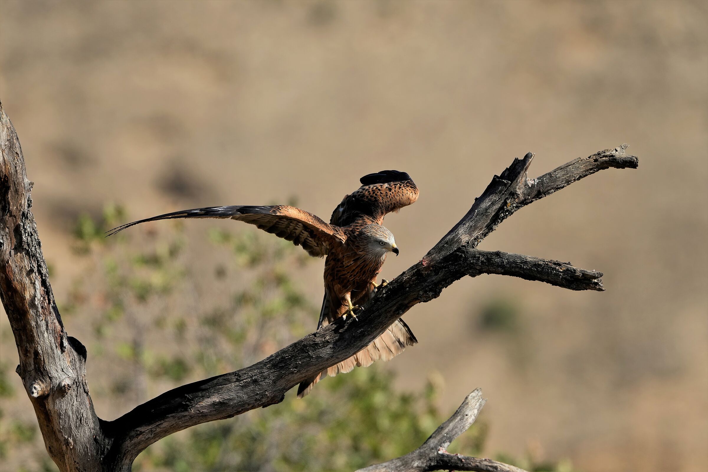 red kite