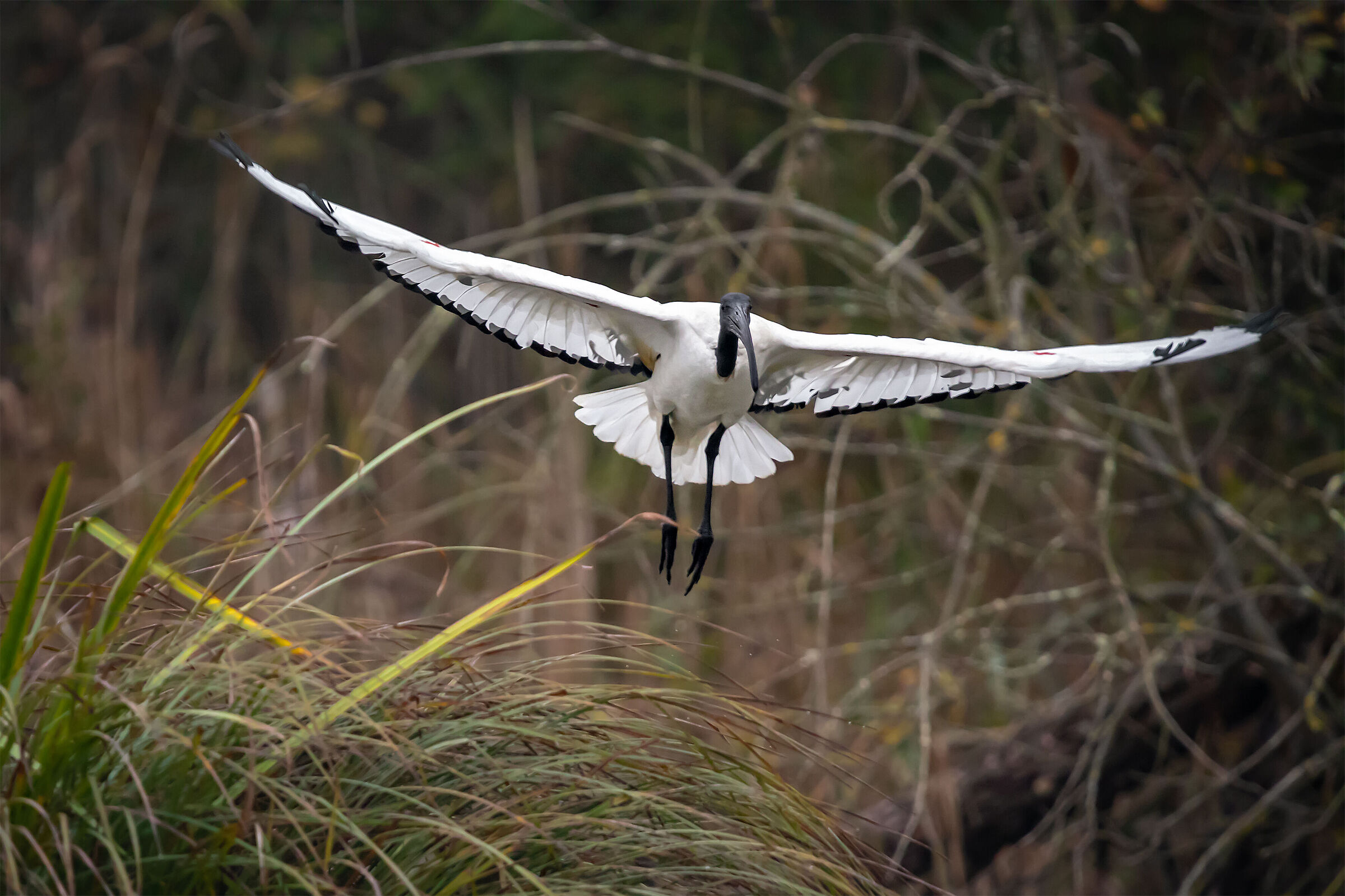 a flight through the reeds