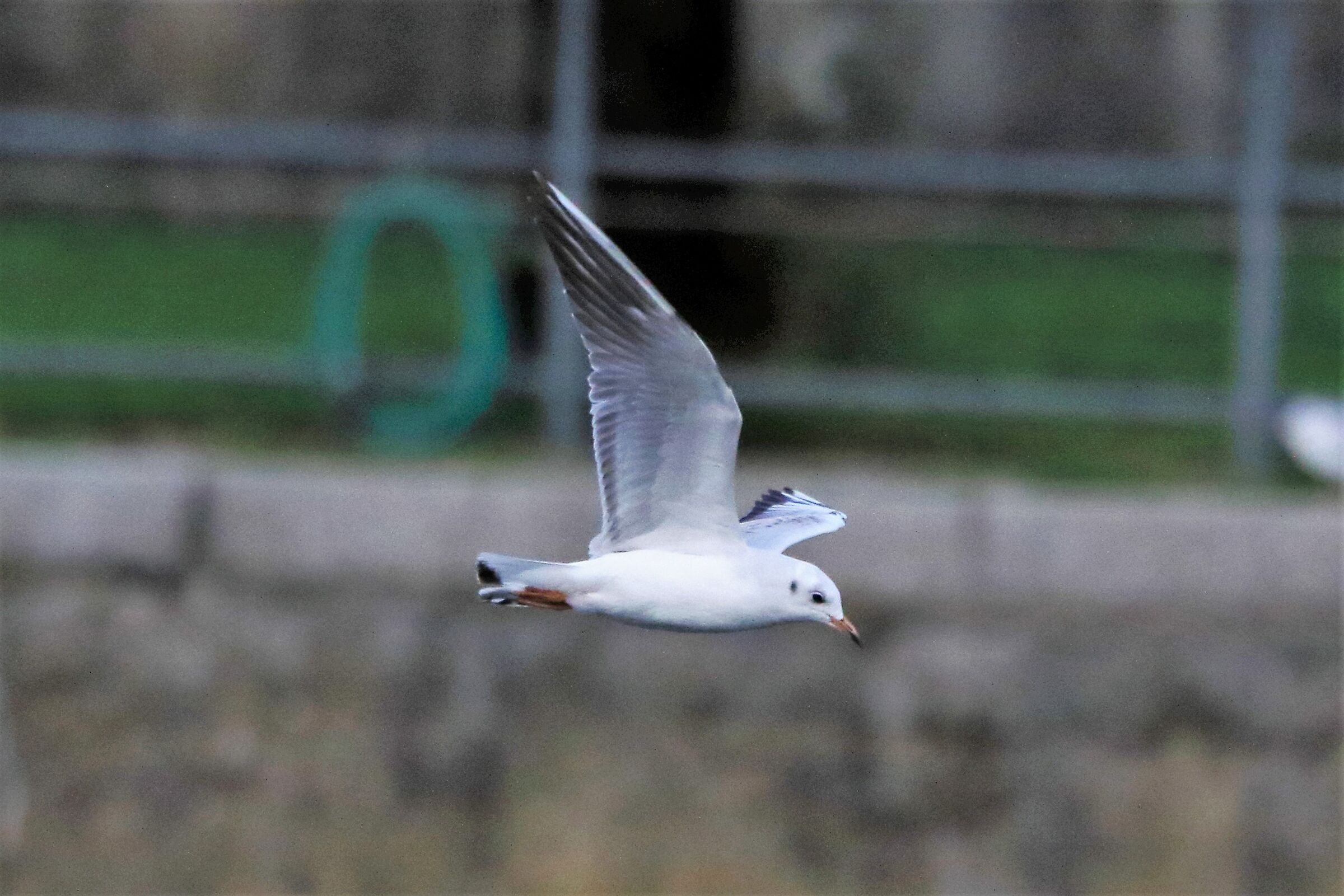 land gull