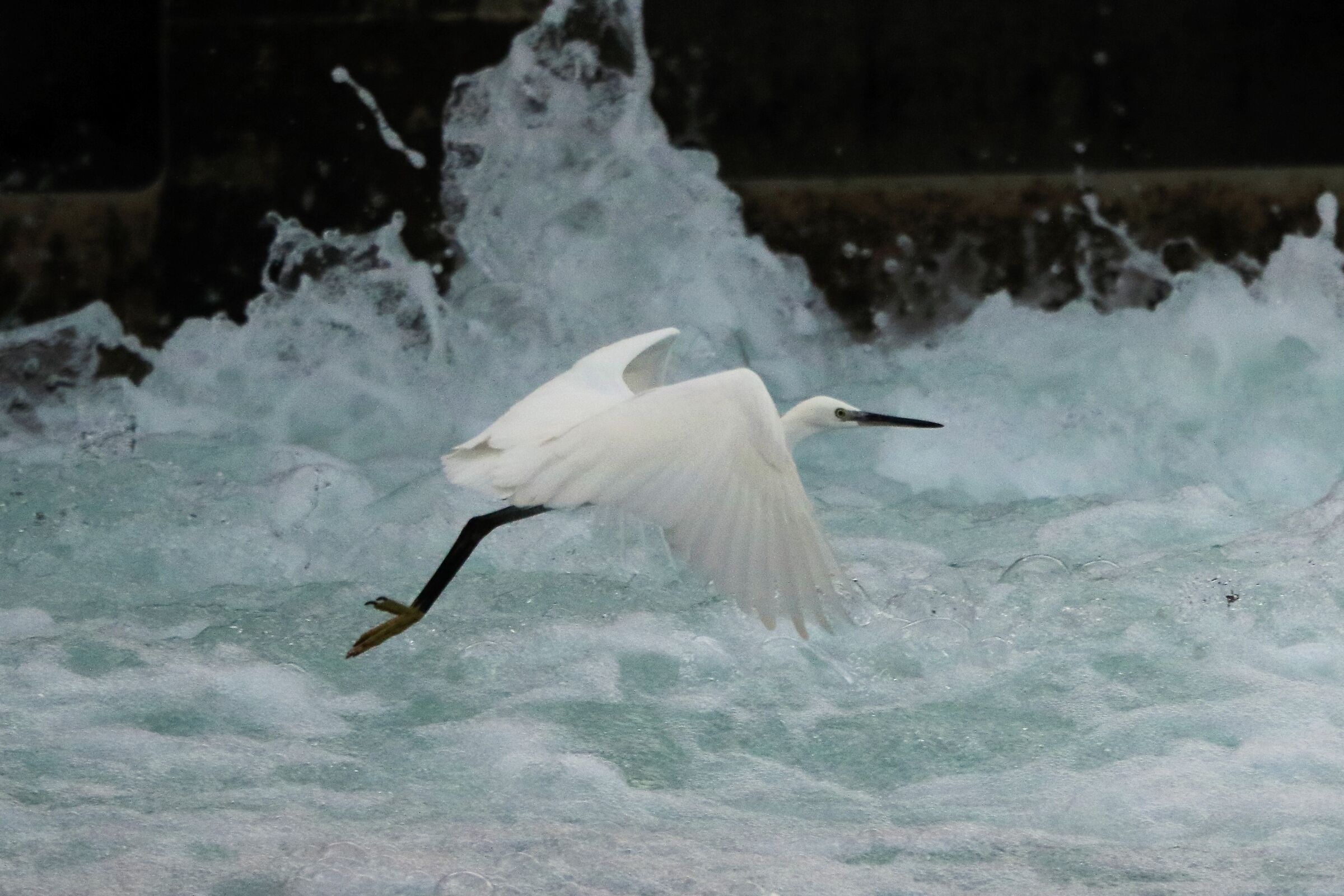 egret