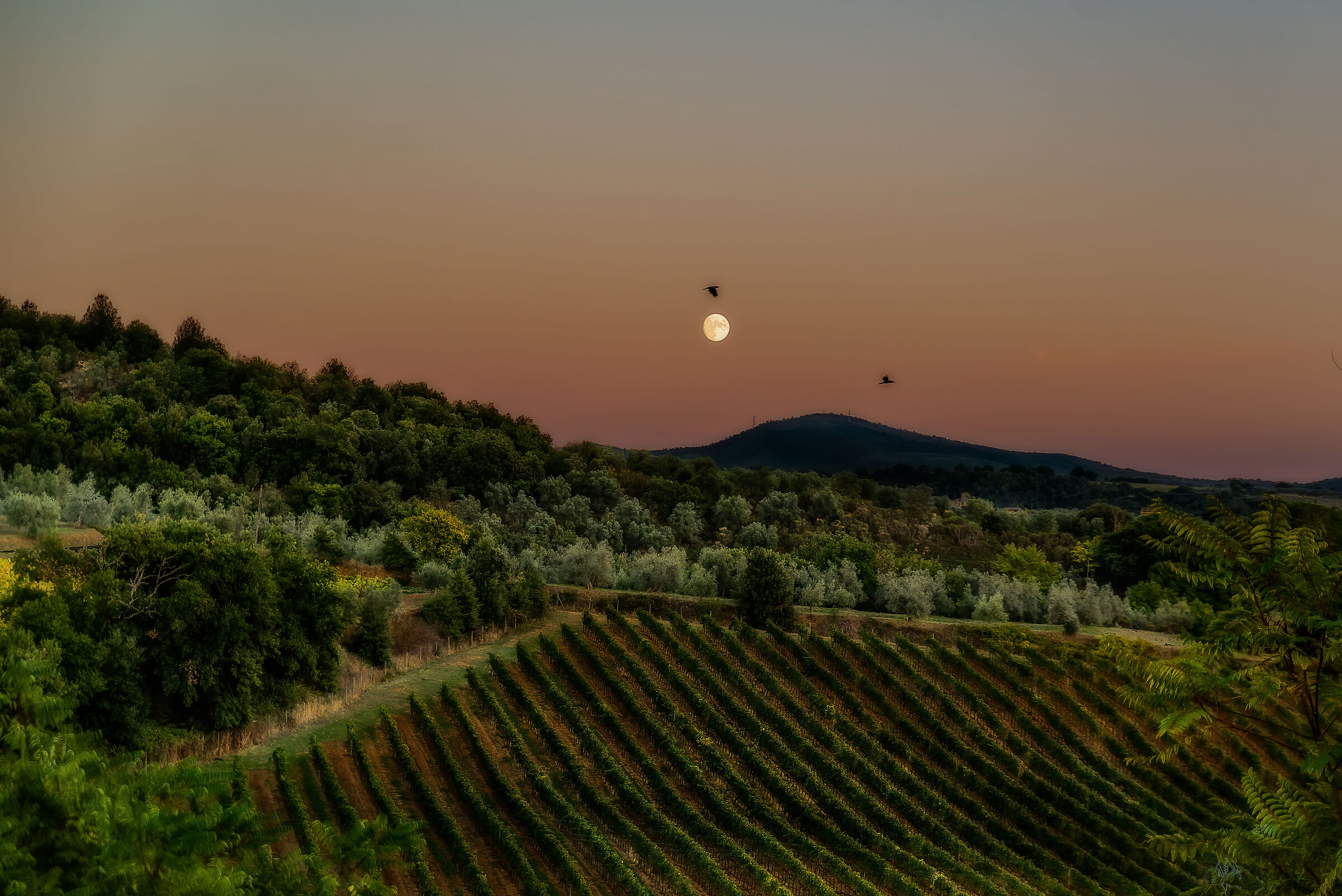 vigneti e luna