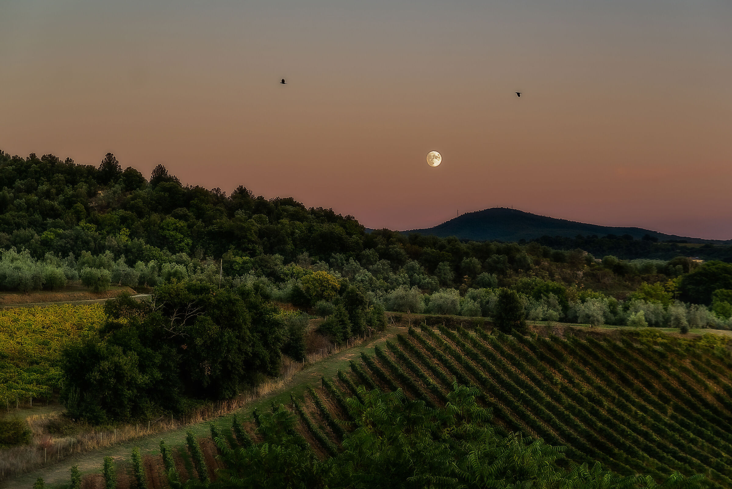 vigneti e luna