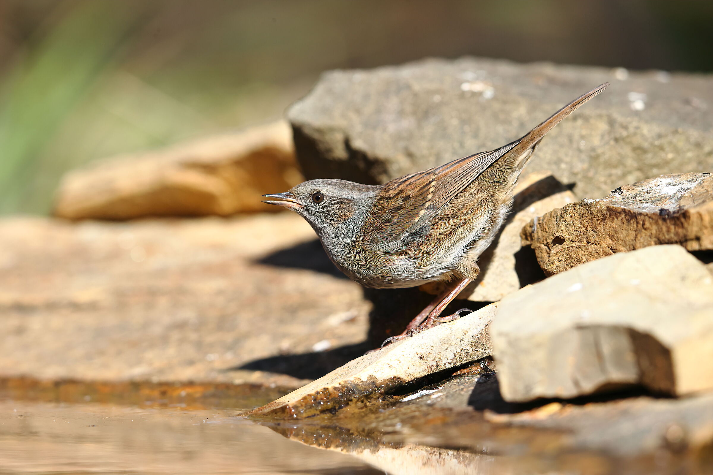 Flounder broom (prunella modularis)