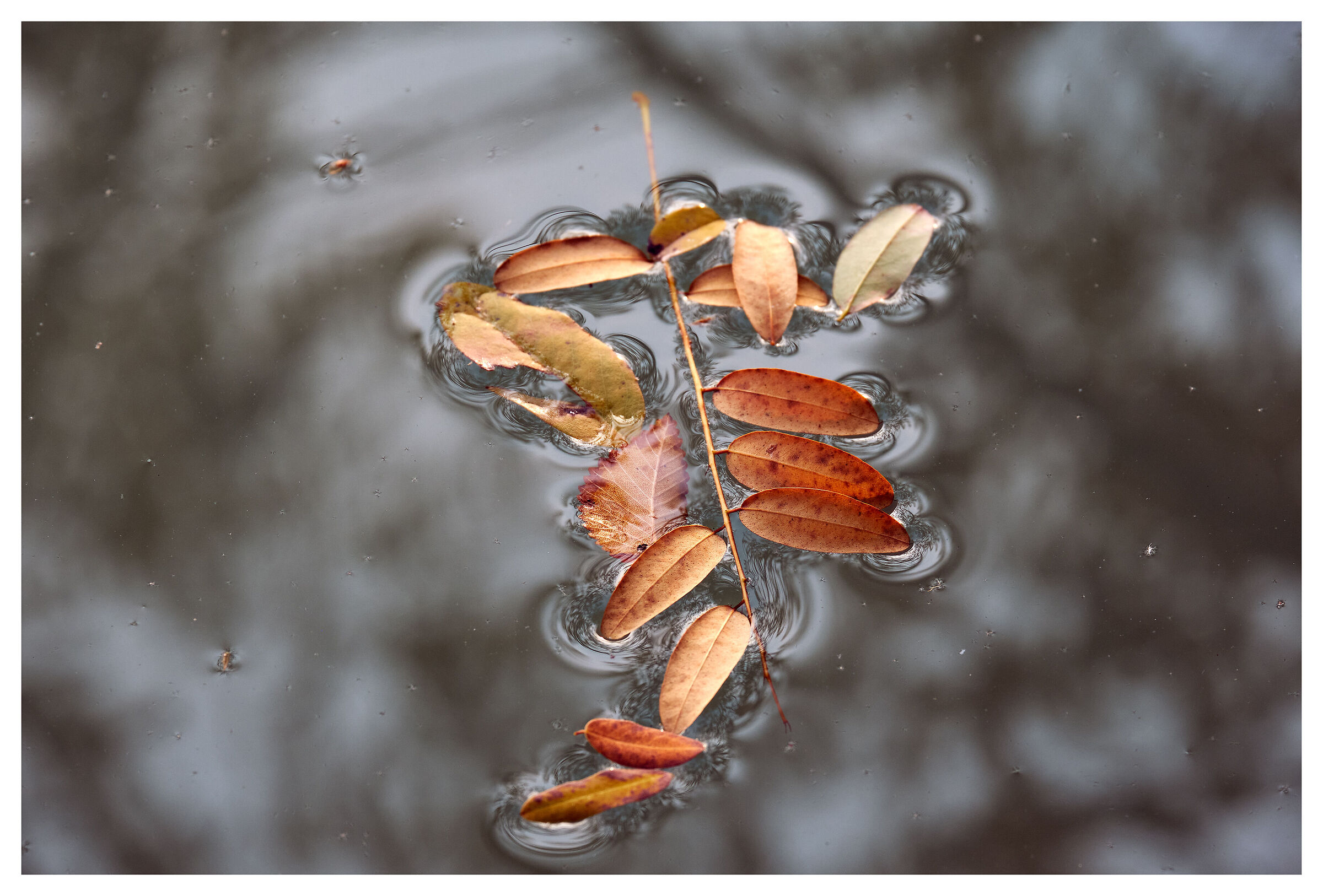 Floating compositions 6