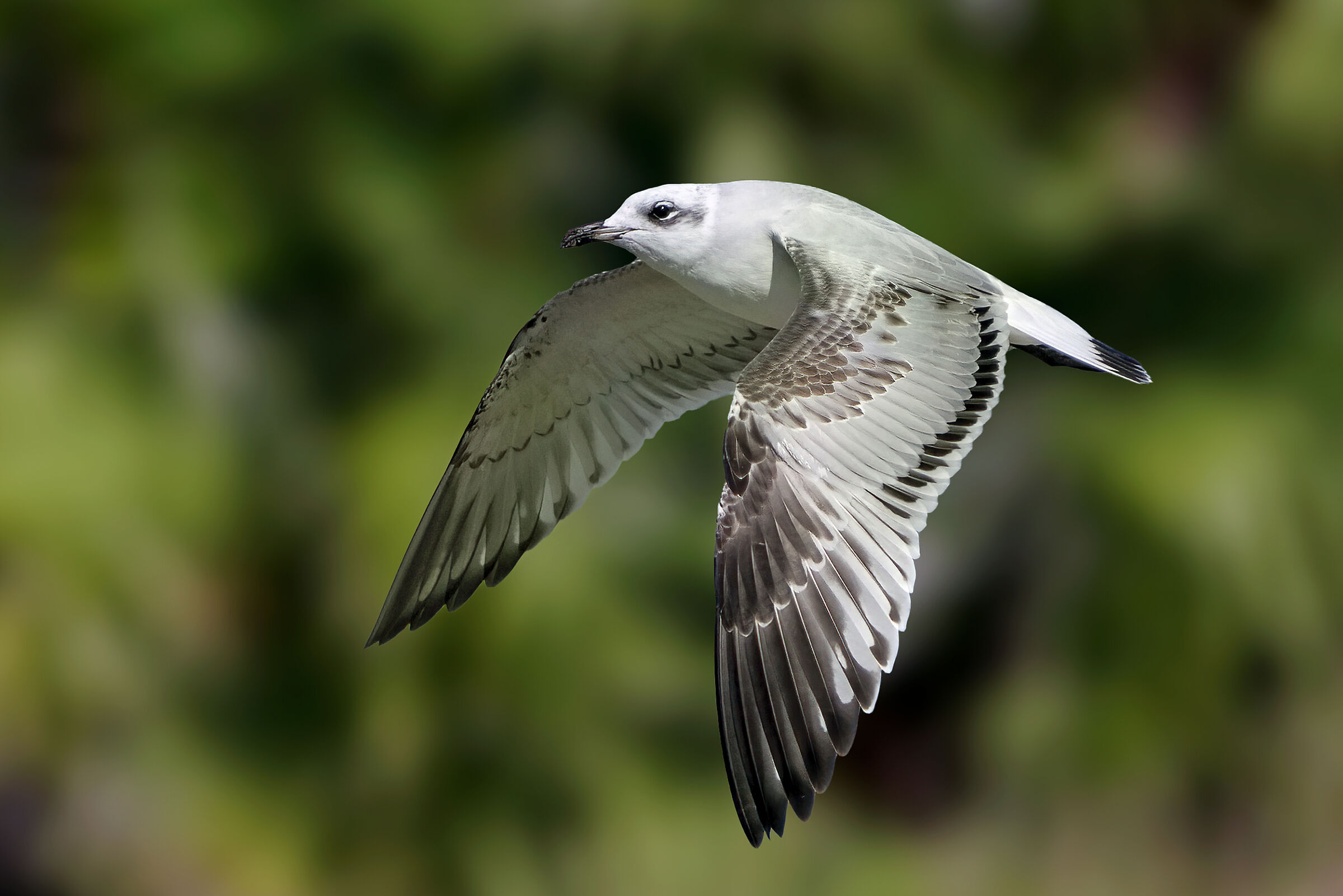 Mediterranean gull