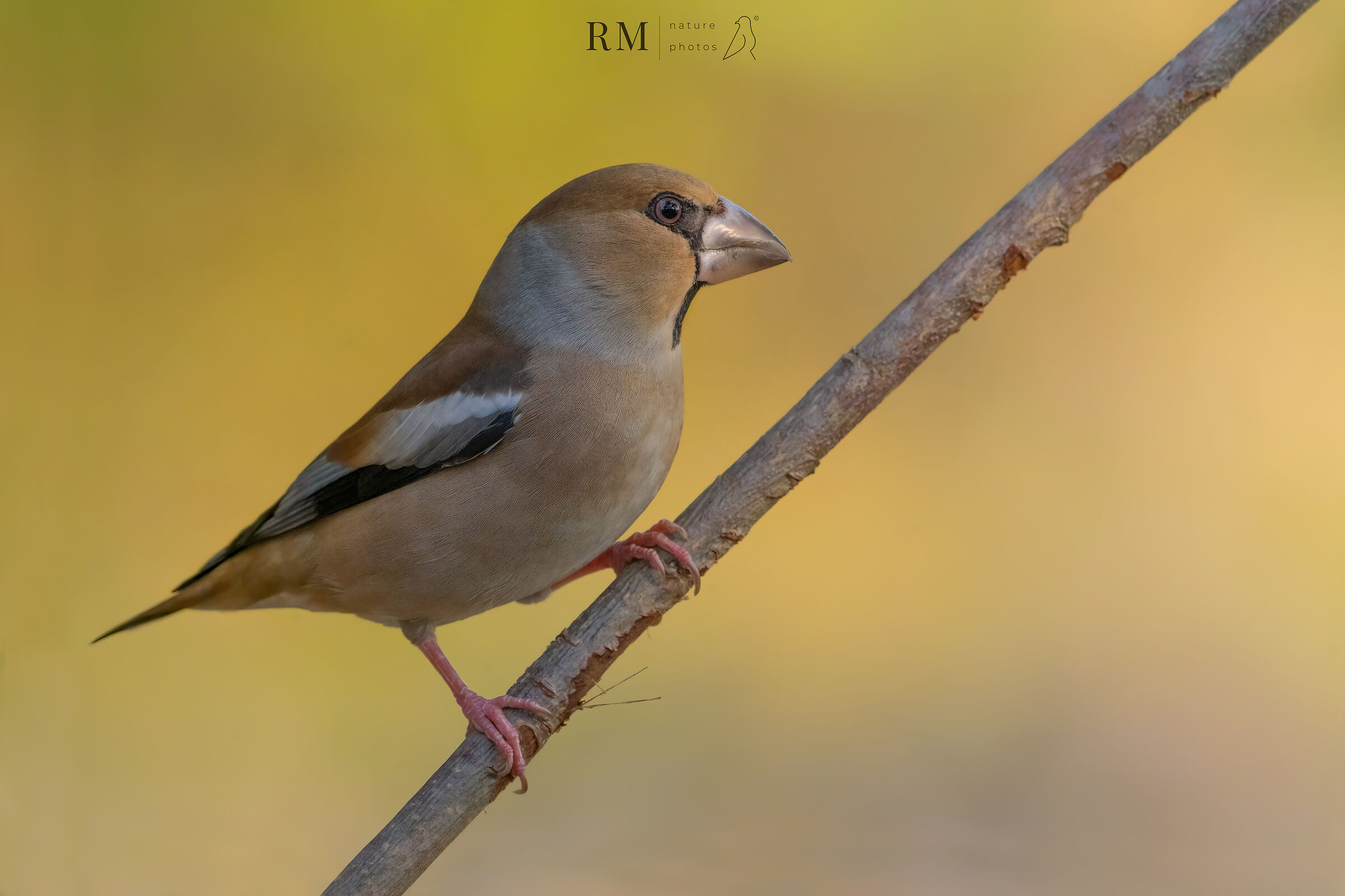 Hawfinch